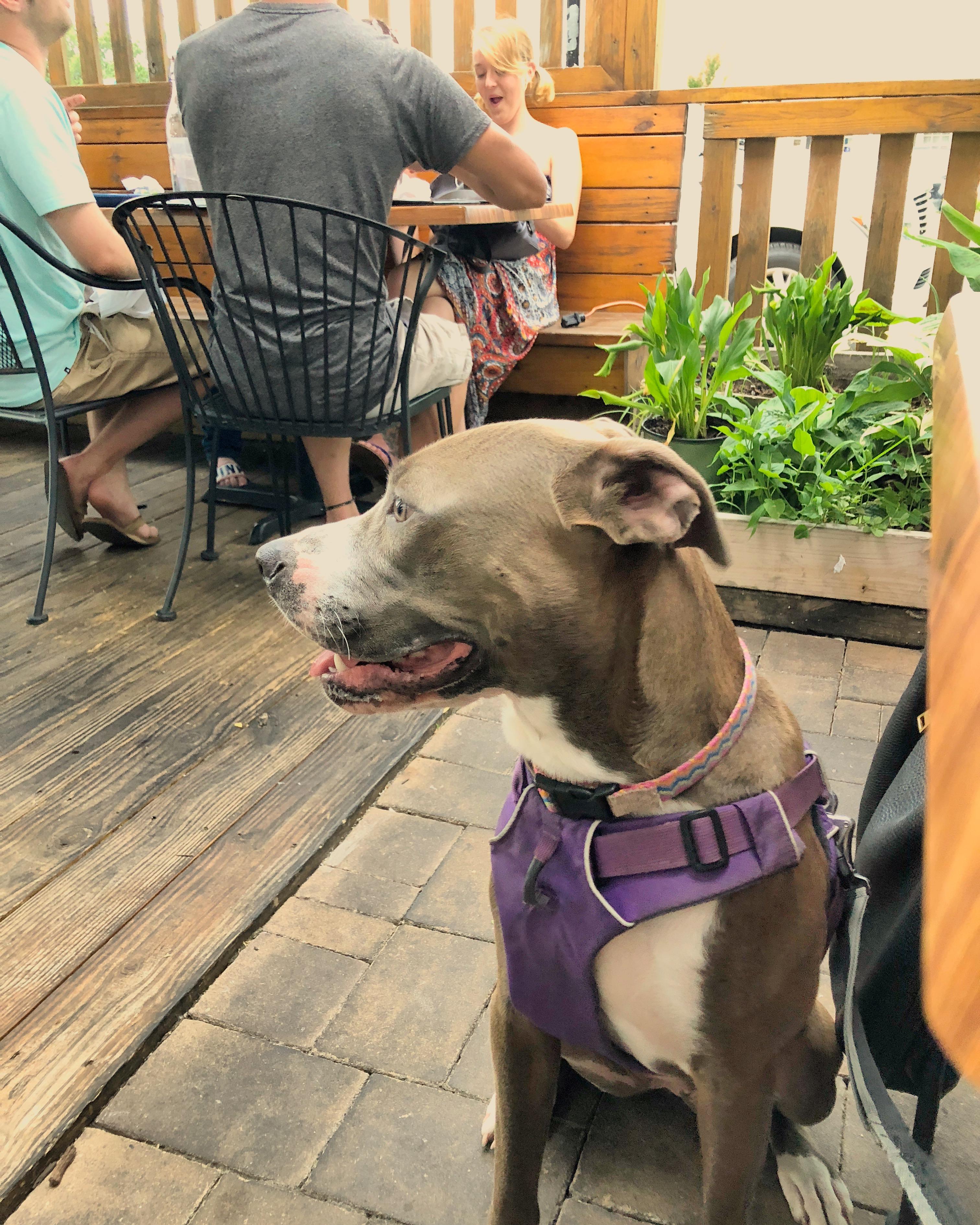 Favorite dog friendly patio in Richmond.....we went to Ardent and
