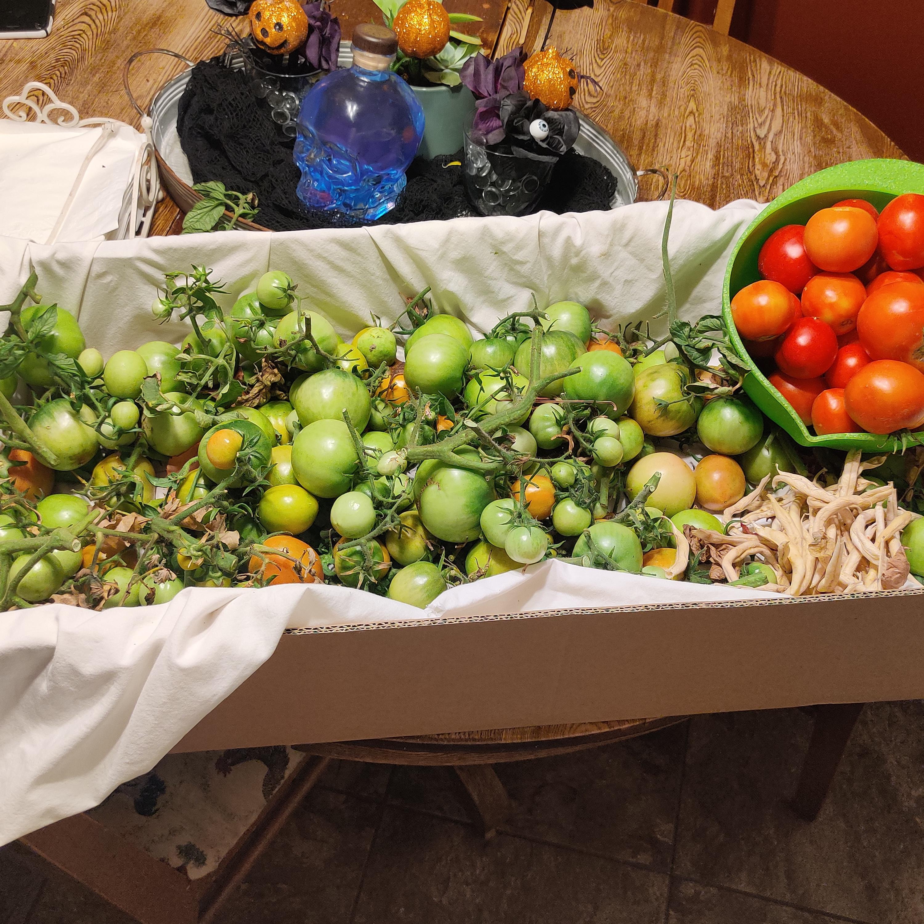 It was going to freeze tonight so I harvested the last of the tomato's