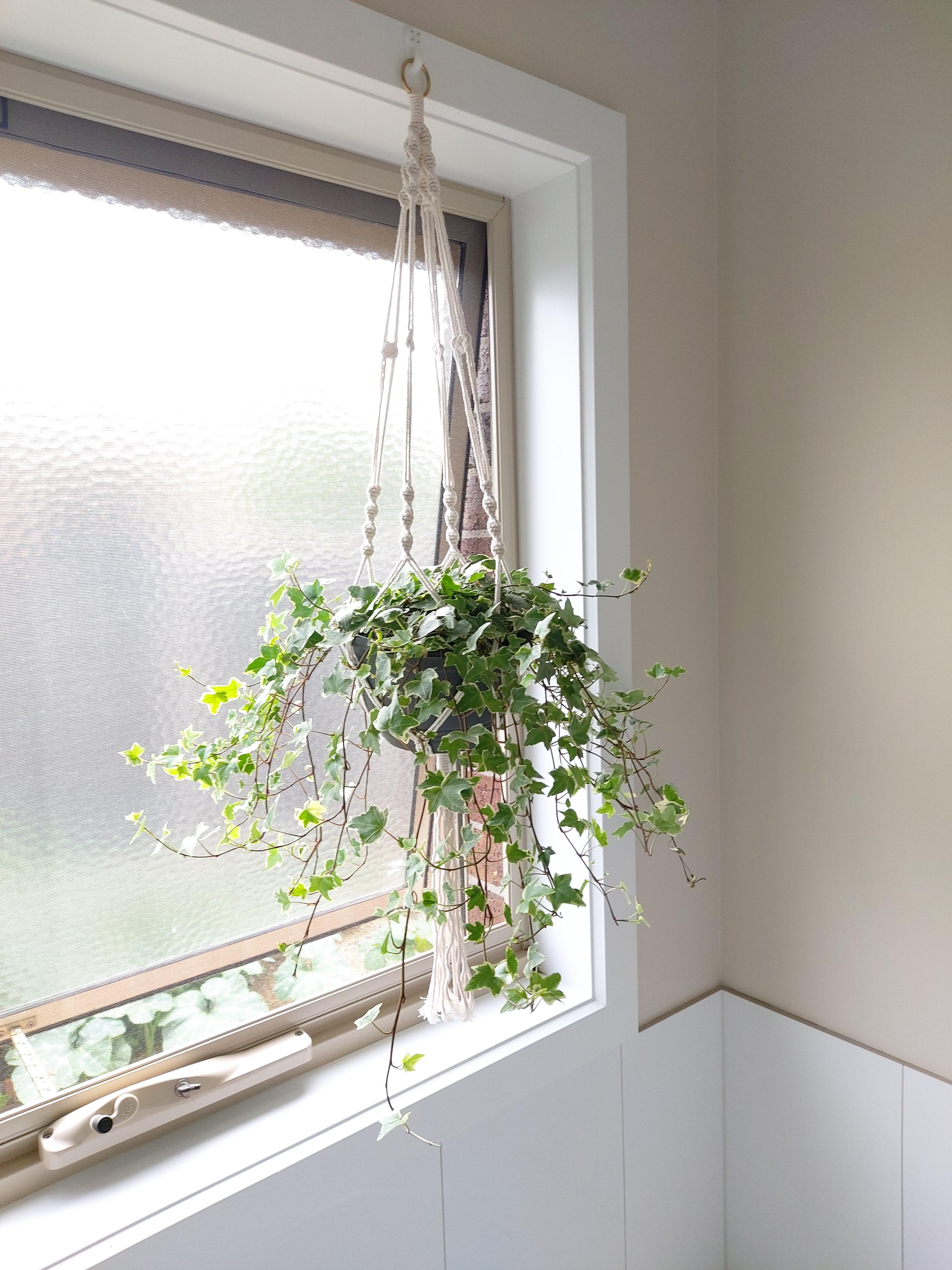 Our first hanging plant. (English Ivy) r/houseplants