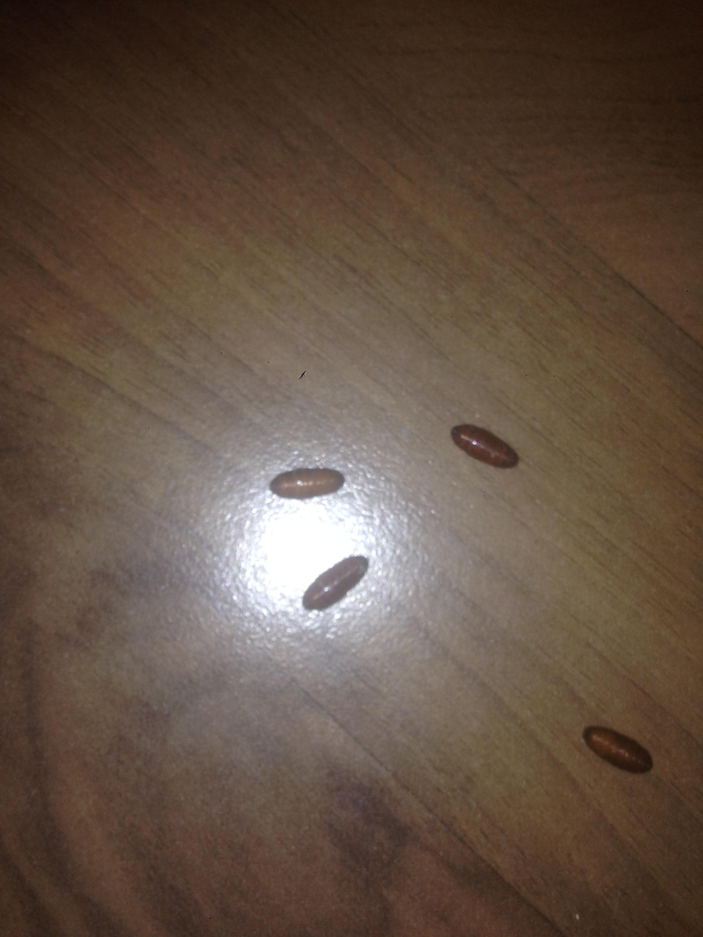 Rice crispy size, brown, egg like, with a transparent goo in the middle