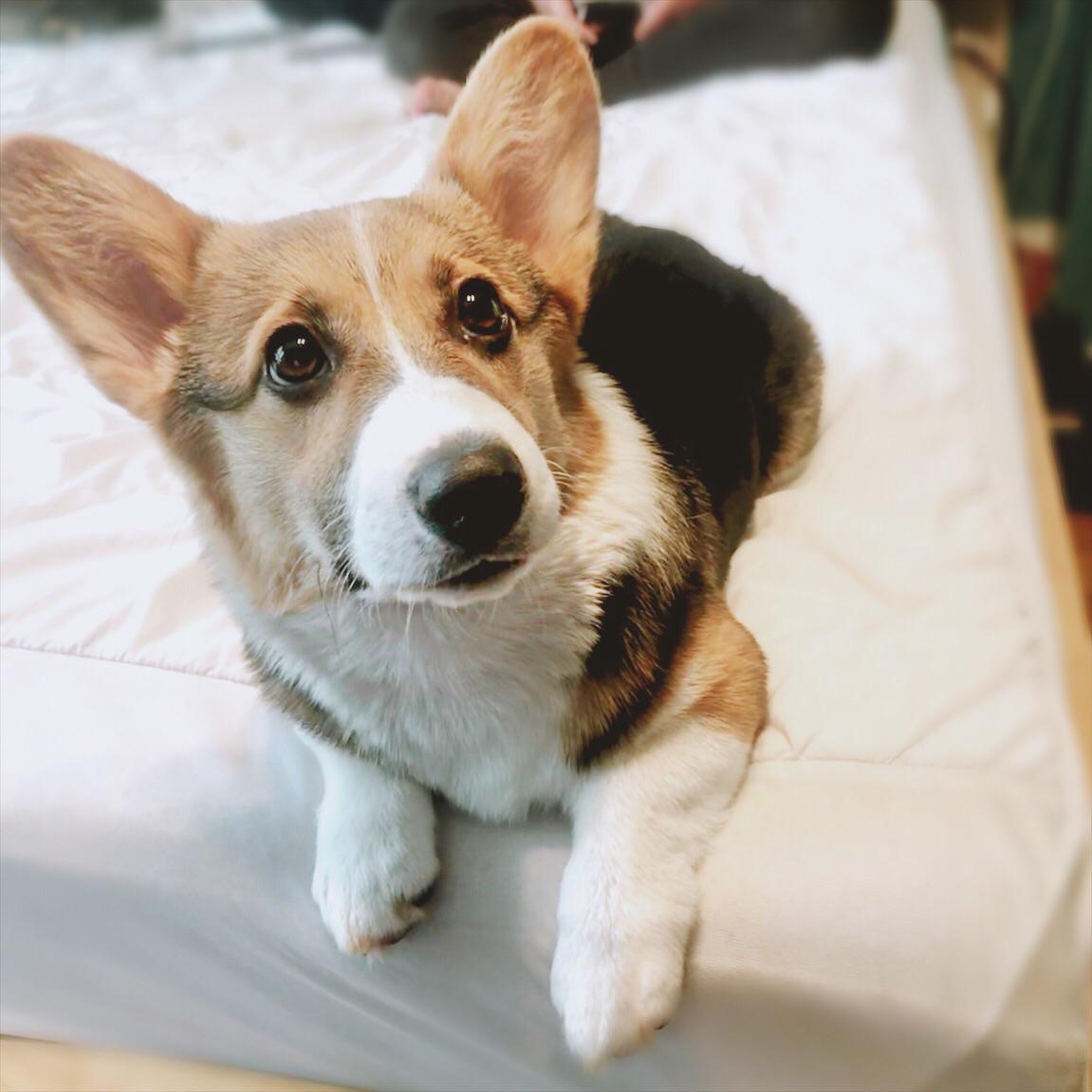 Reddit, meet Queenie