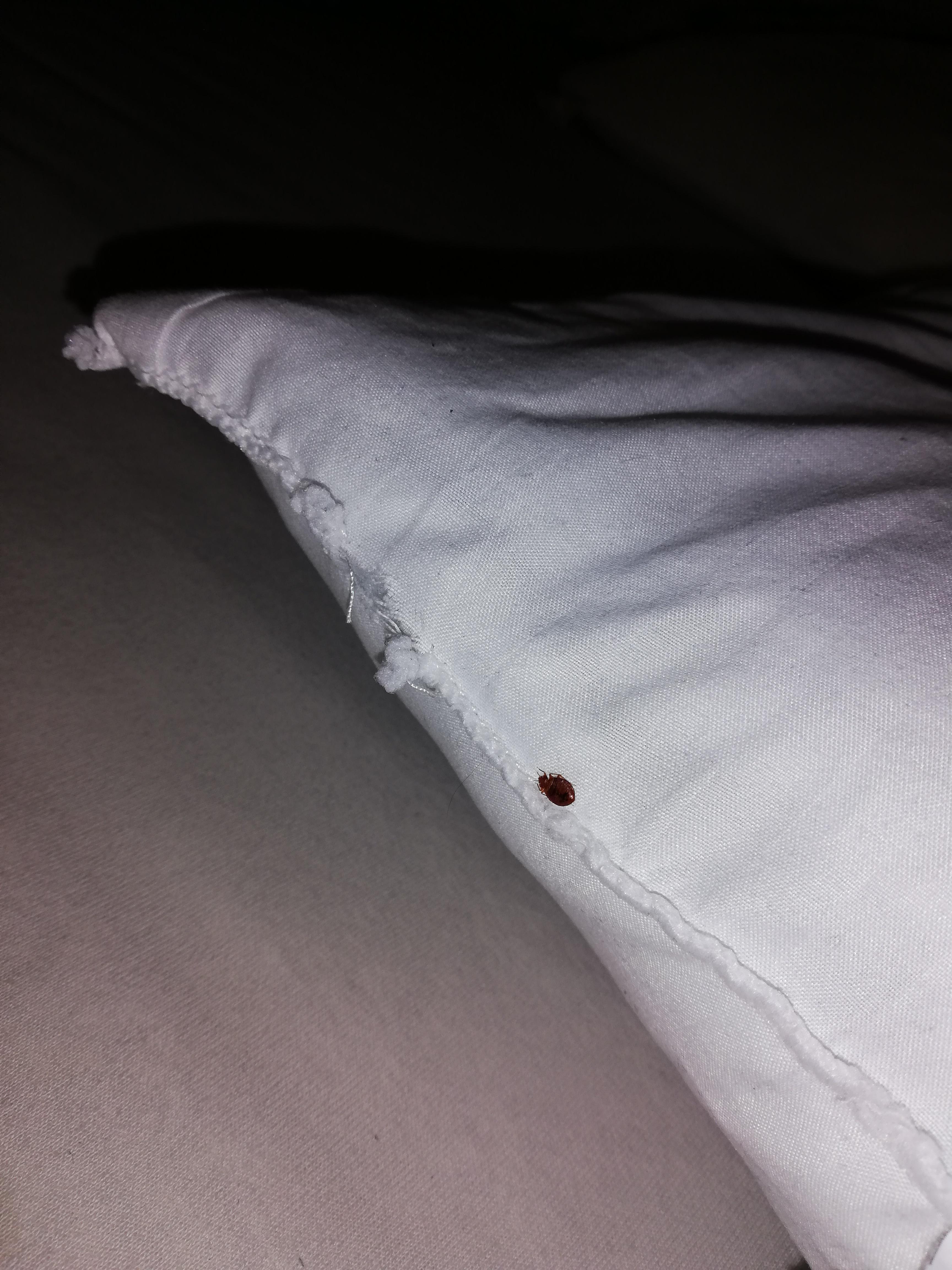 Can you please tell me what are these on my bed? My whole body is