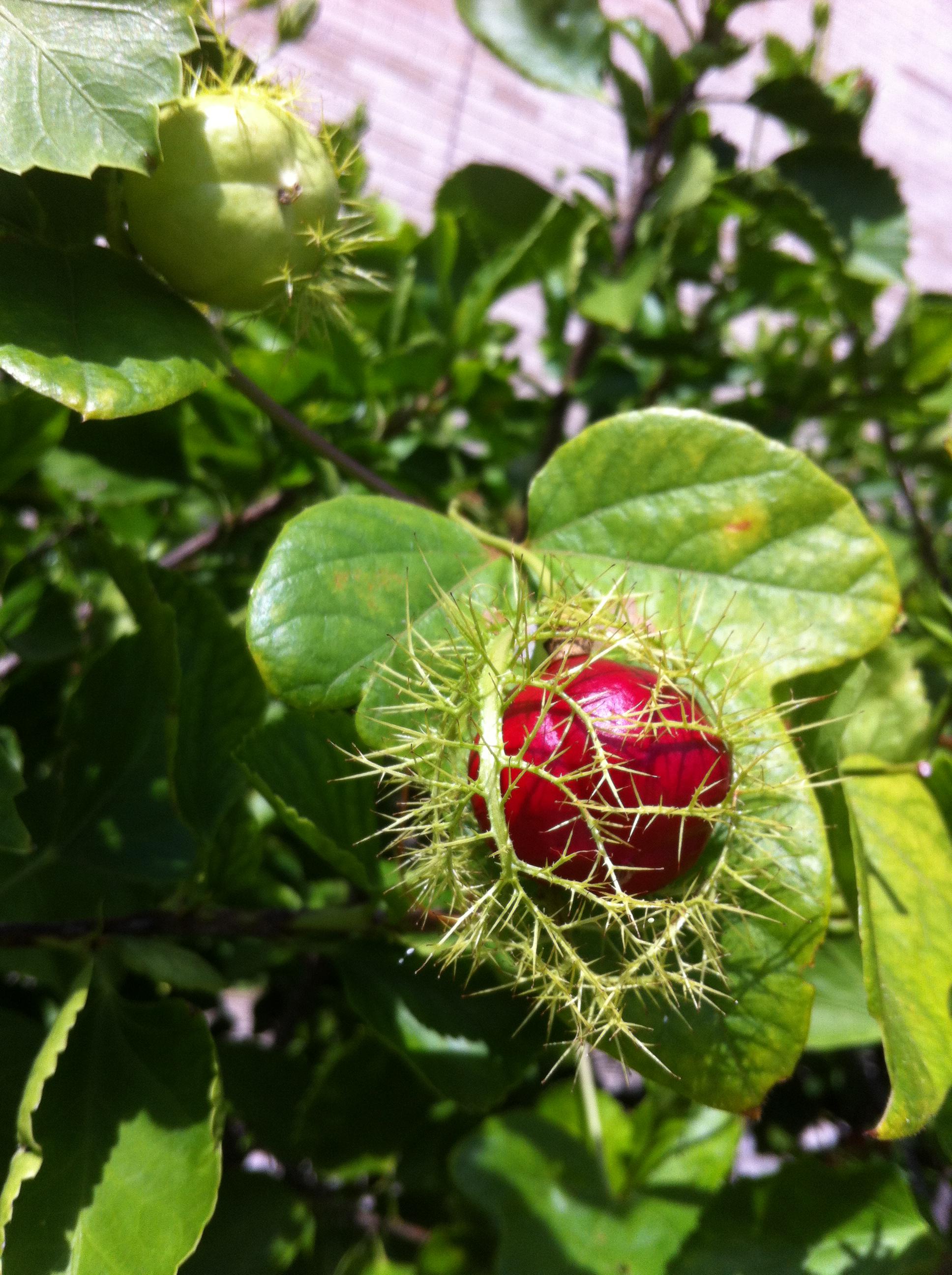 This berry or fruit encased in thorns. I took this photo a few years