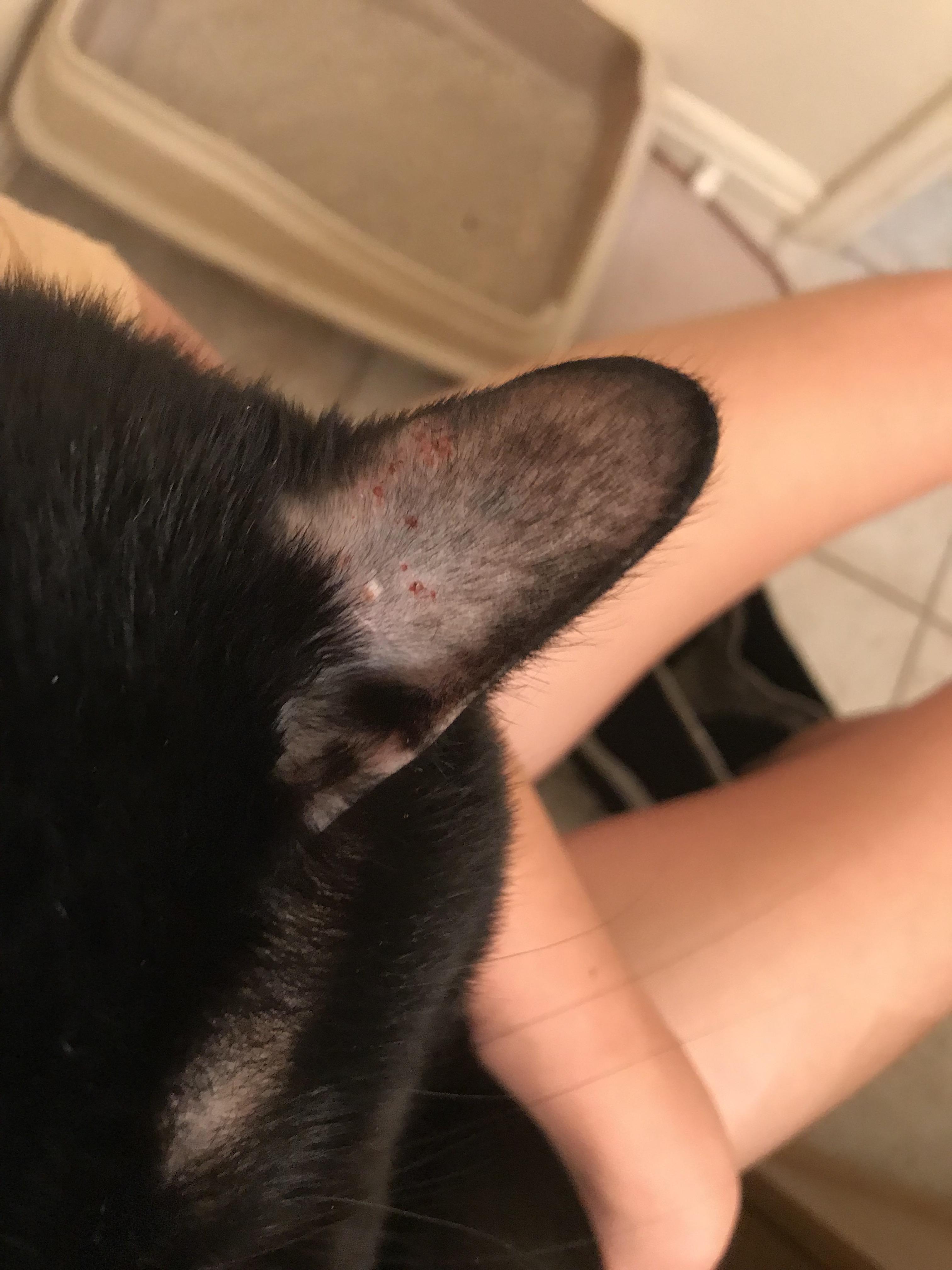 My cat has these sores on his ear, on his other ear he has the same but
