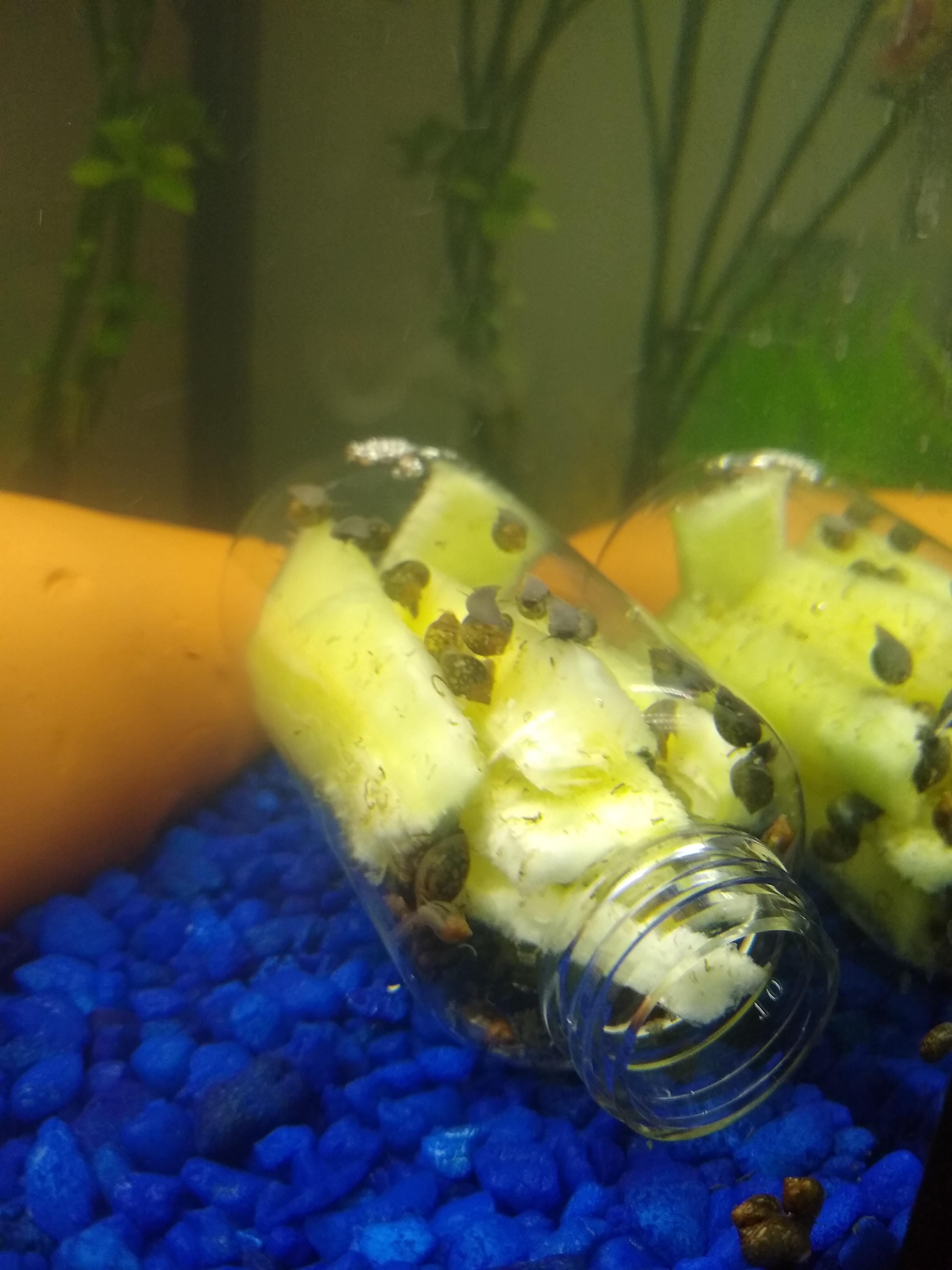 DIY pond snail trap. Just a small bottle, cucumber, and some old