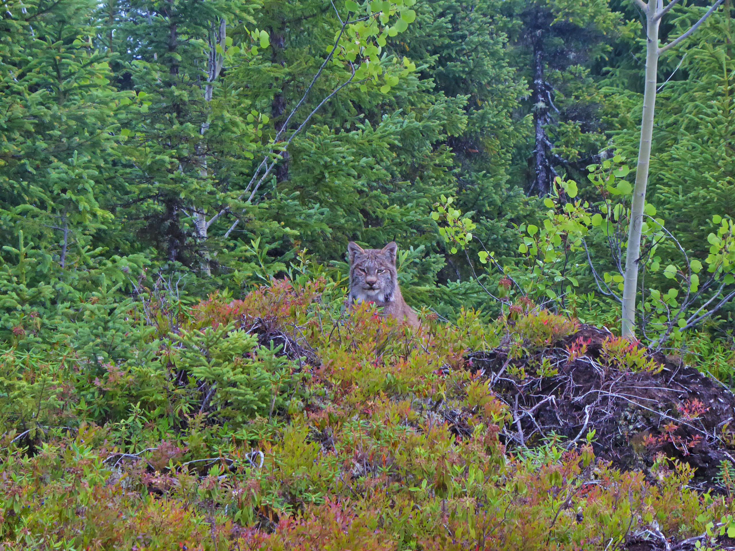Canadian Lynx, Chibougamau, Canada. r/wildlifephotography