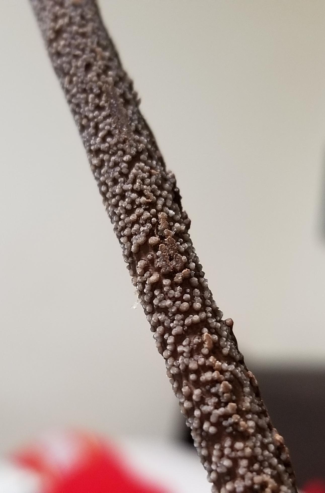 What's up with these strange bumps on my chocolate? r/whatisthisthing