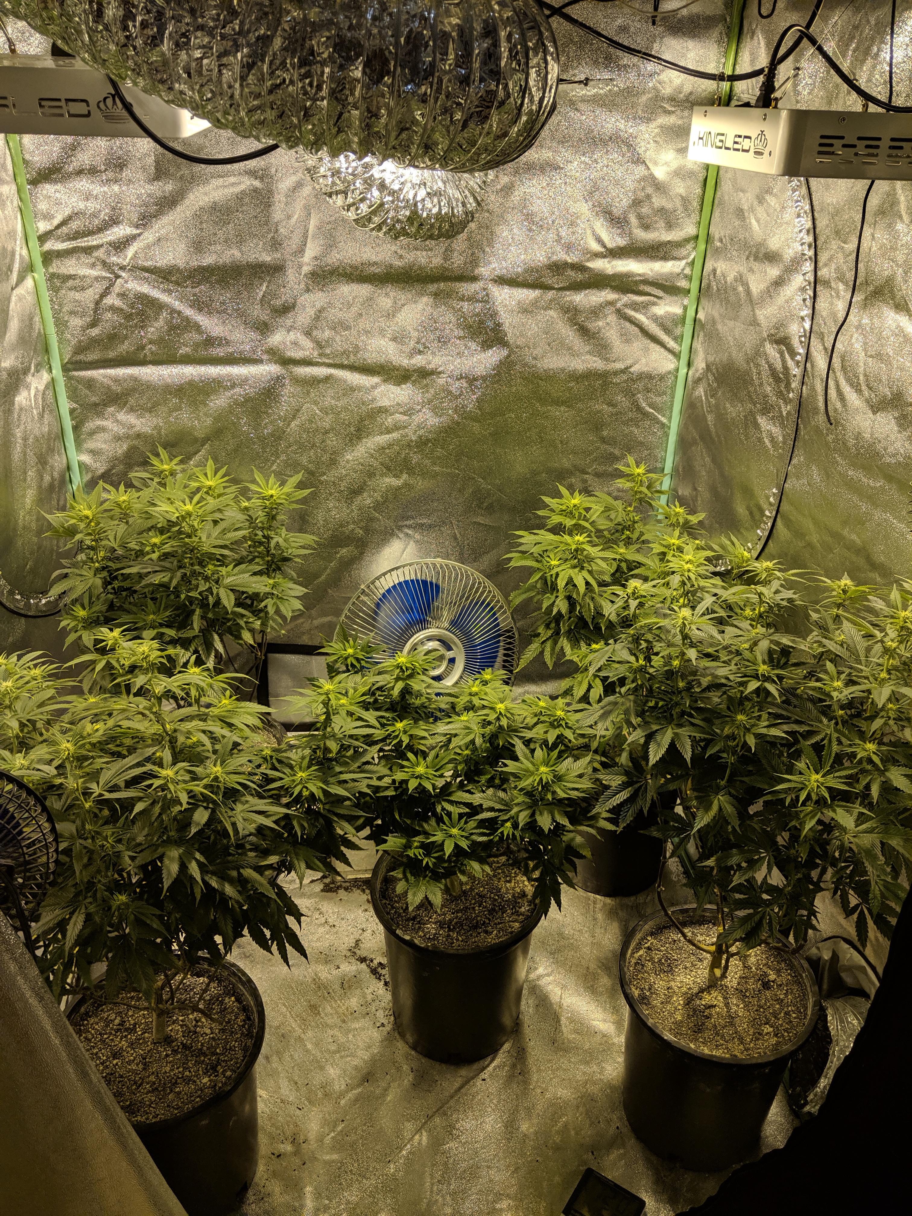 Aurora indica. Start of week 3 of flower microgrowery