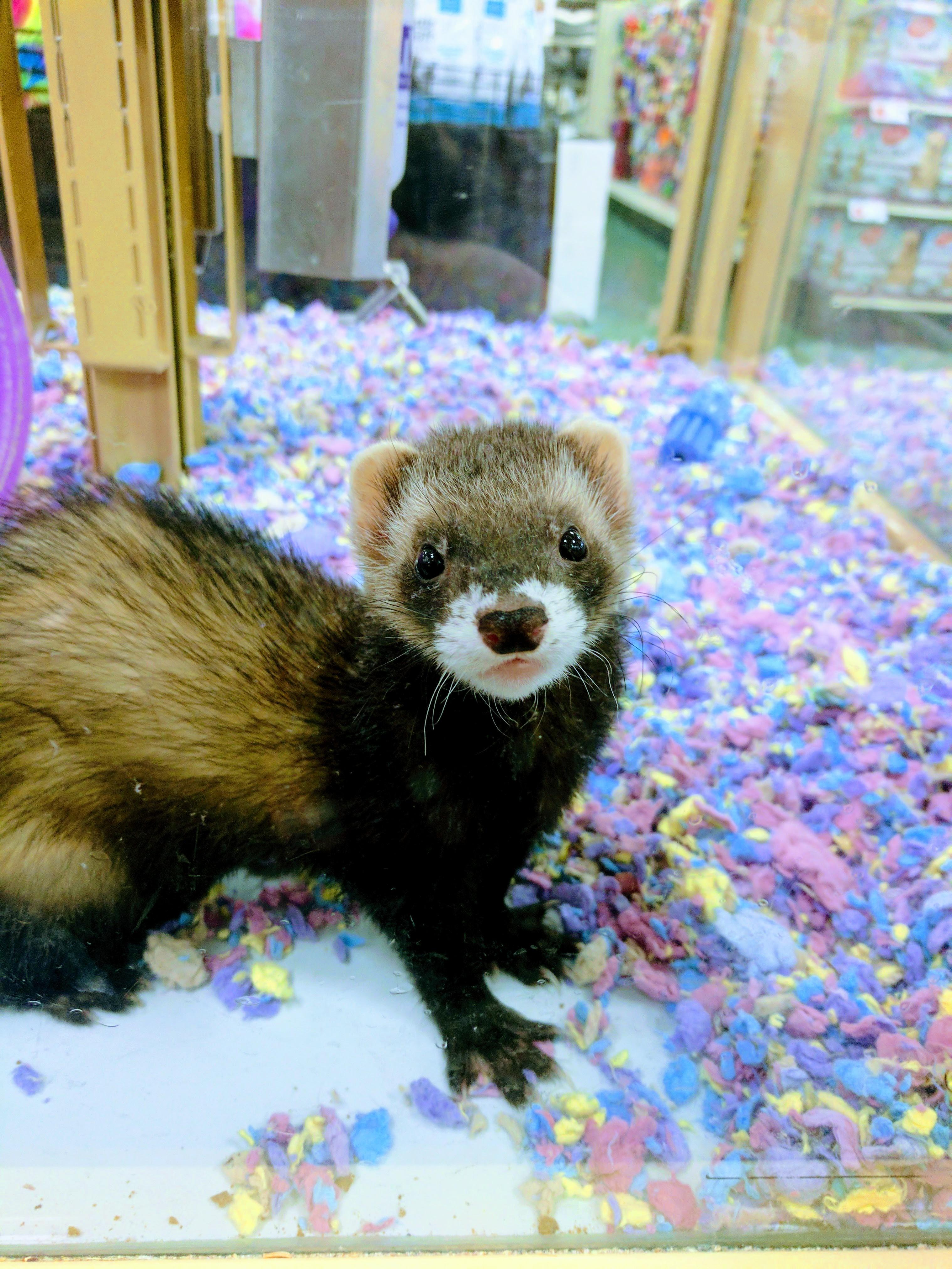 Saw this guy at the pet store r/ferrets