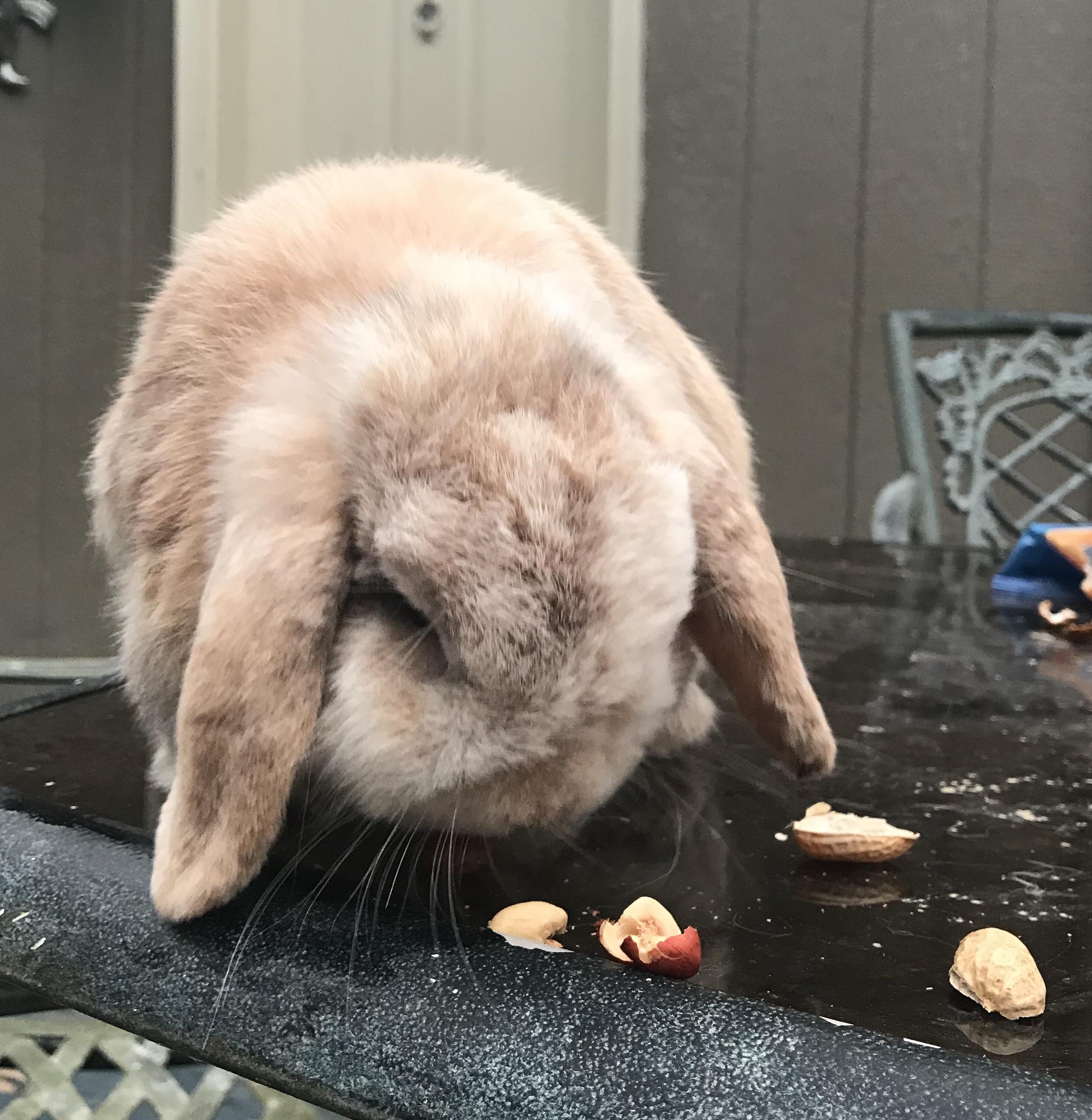 My rabbit, Peanut, likes to hop onto the table, rip open the bag of