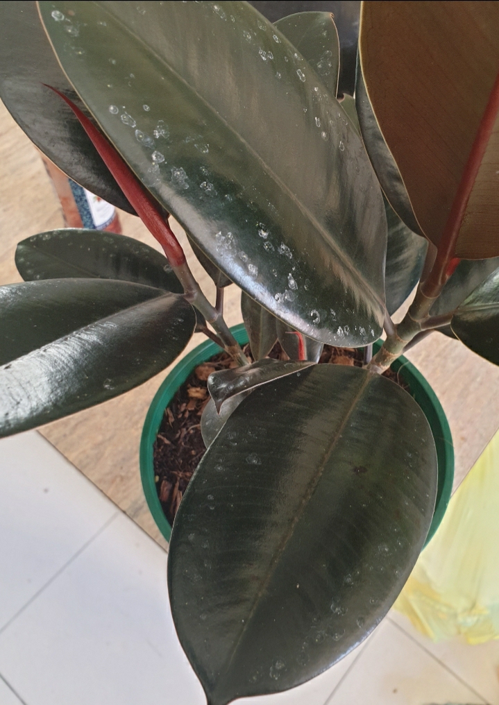 What are these white spots on my new rubber plant? I wiped them off and