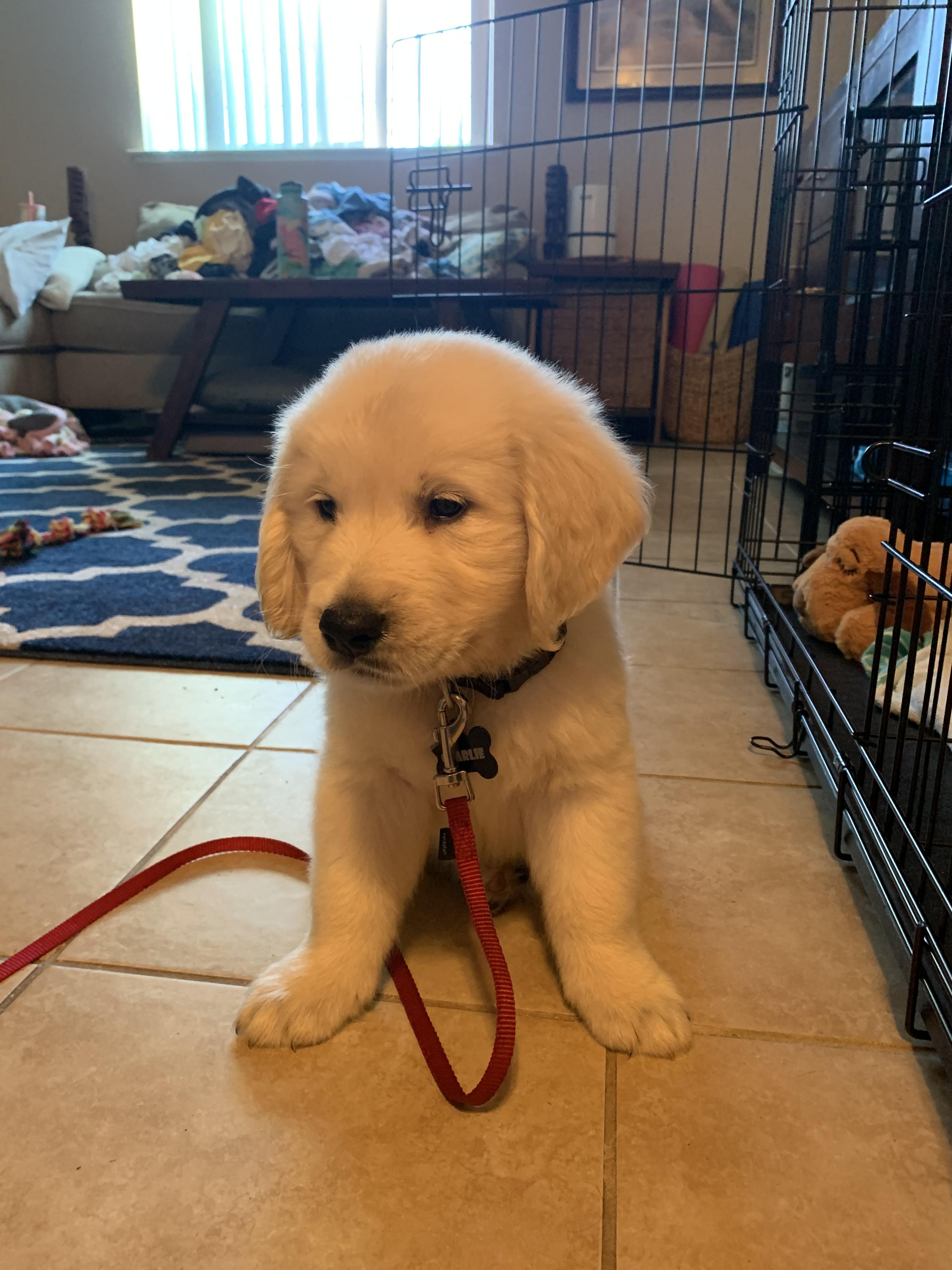 Lab Puppies Sacramento Dog Walking Pet Sitting In Sacramento Ca Black