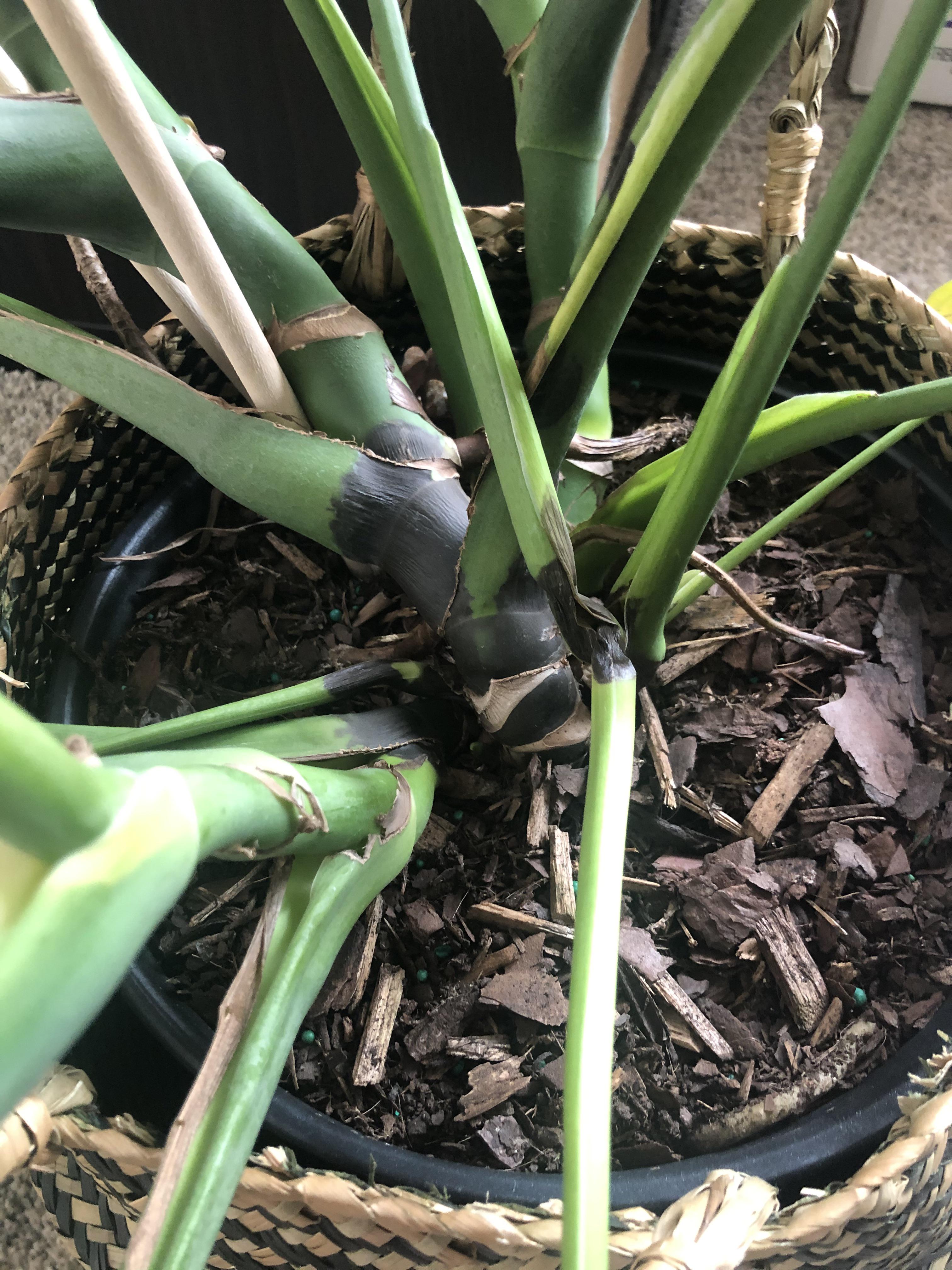 Help. Monstera stem is black. Is there any hope? I water it every 2.53