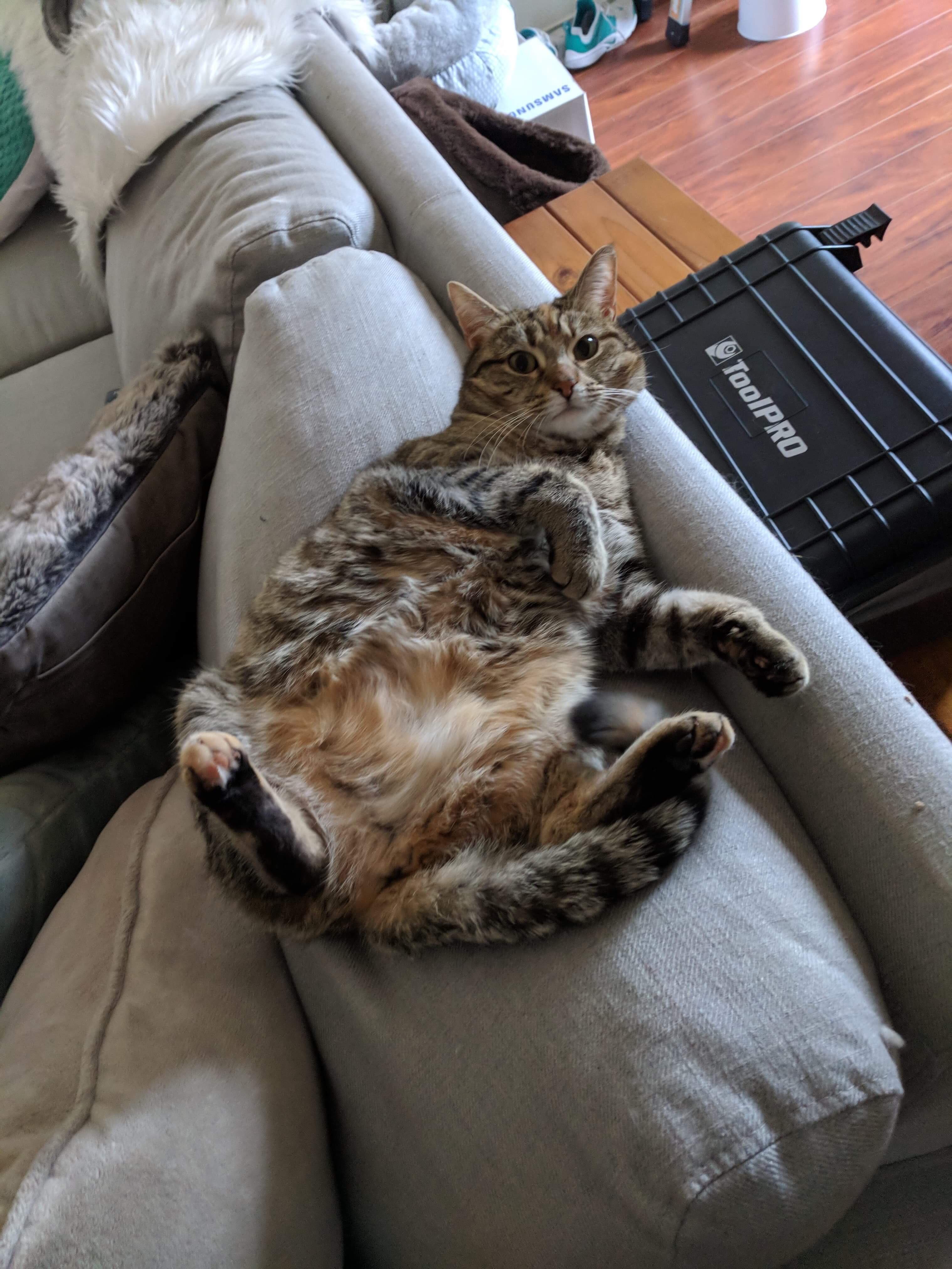 She has put on some winter weight and is not ashamed of it. r/cats