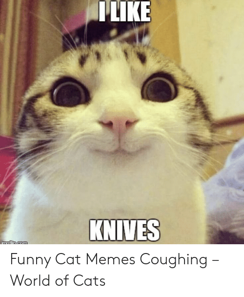 Get away from this cat r/Catmemes