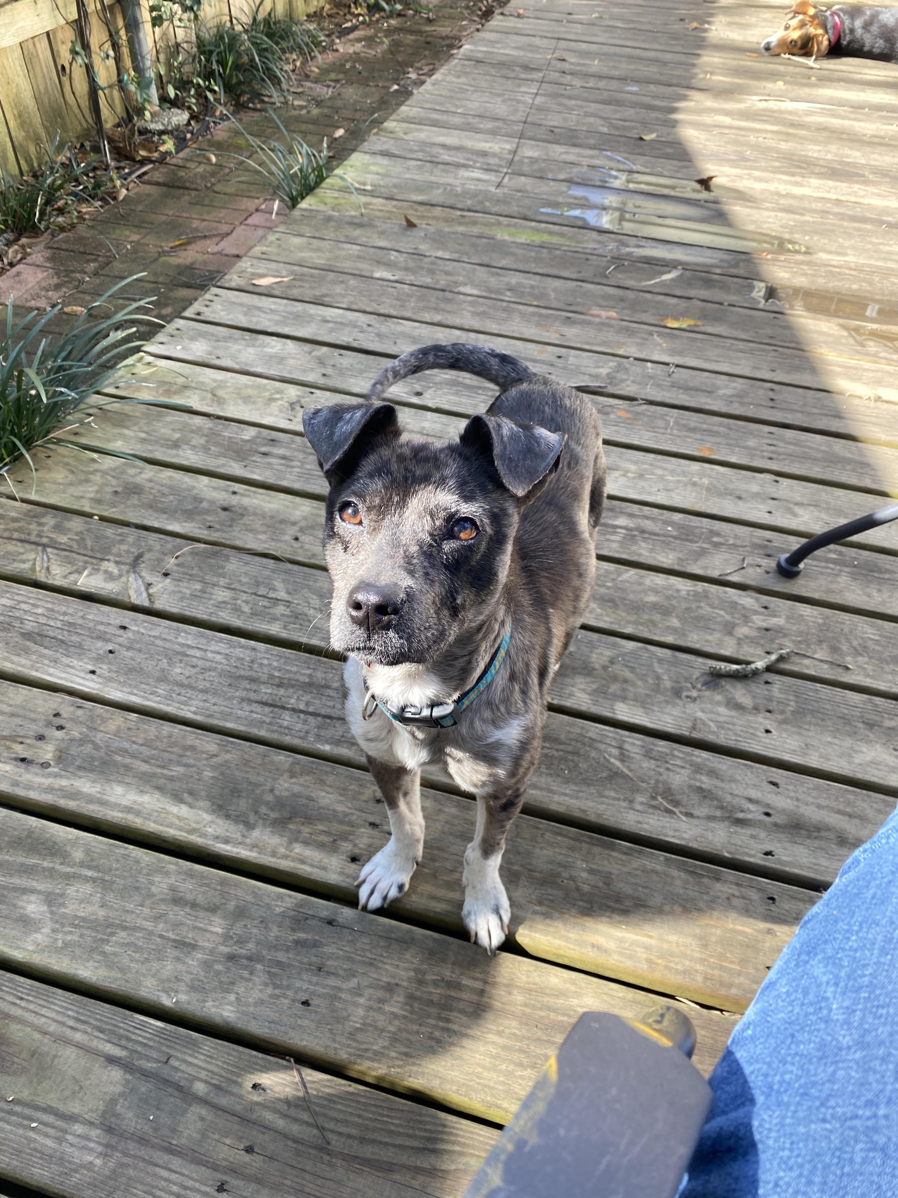 ExuallyTrans Catahoula Jack Russell Terrier Mix
