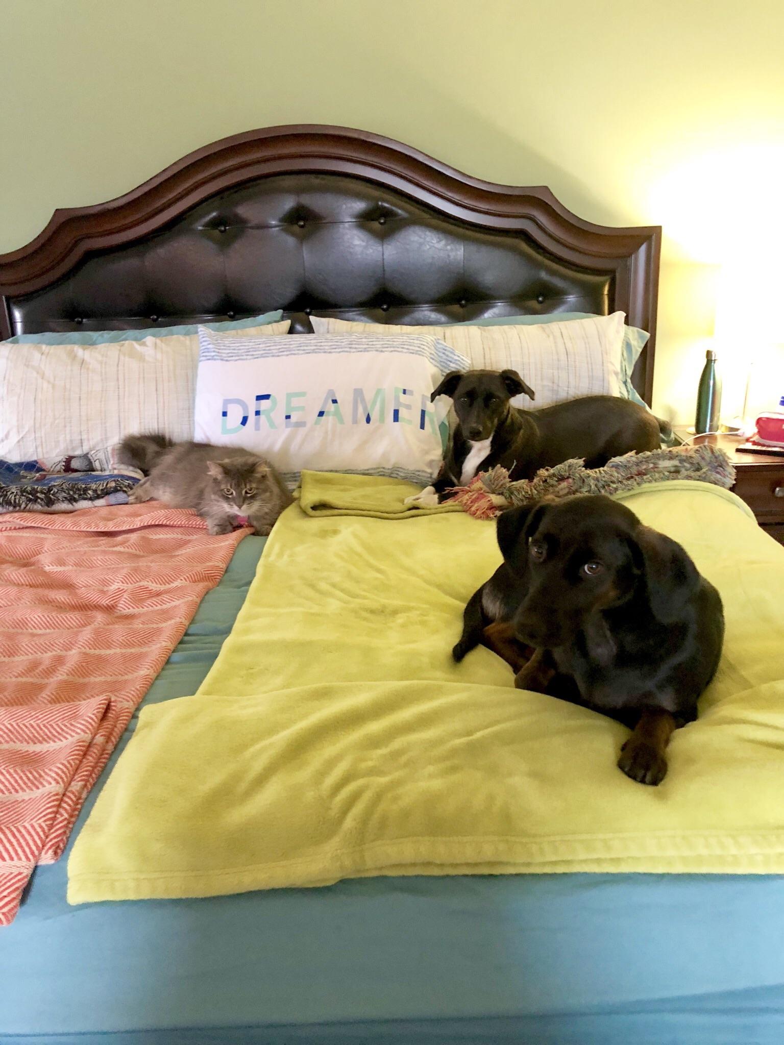 Exactly 30 seconds after changing the bed sheets r/DogPics