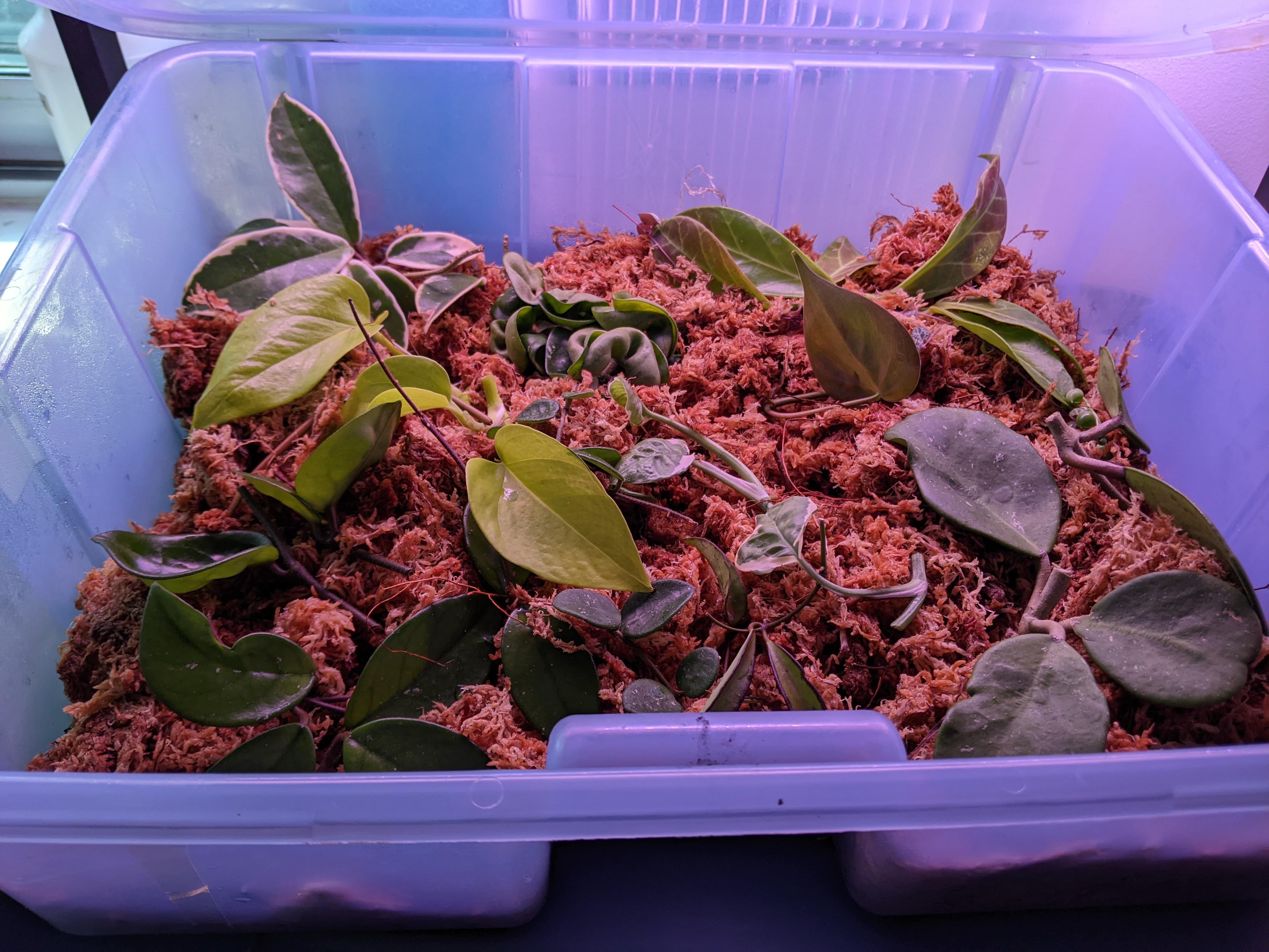 Moving across Canada by plane. How do I bring my hoya cuttings? r/hoyas