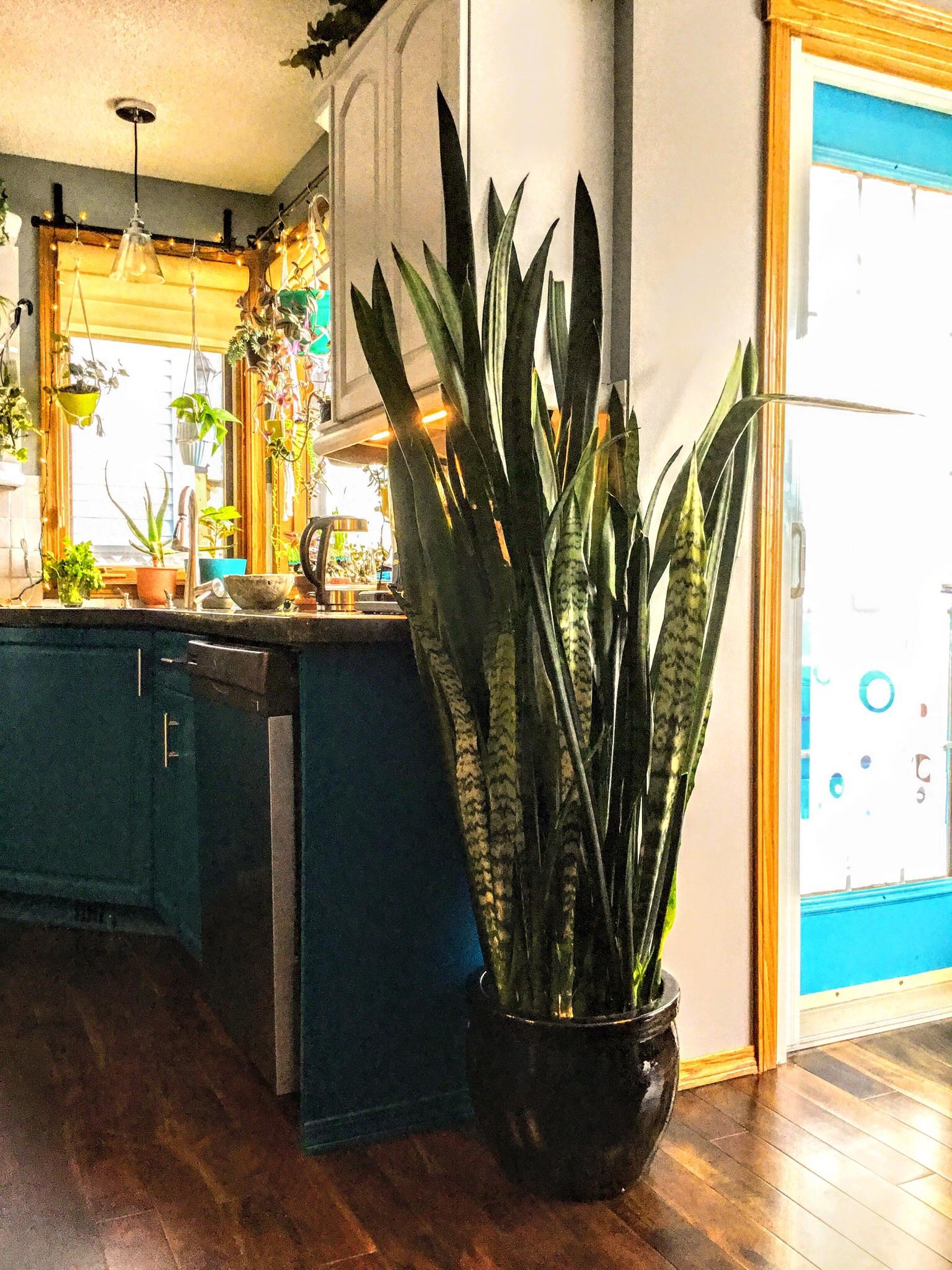 Felt Snake Plant In Terra Cotta Pot Sansevieria House D53