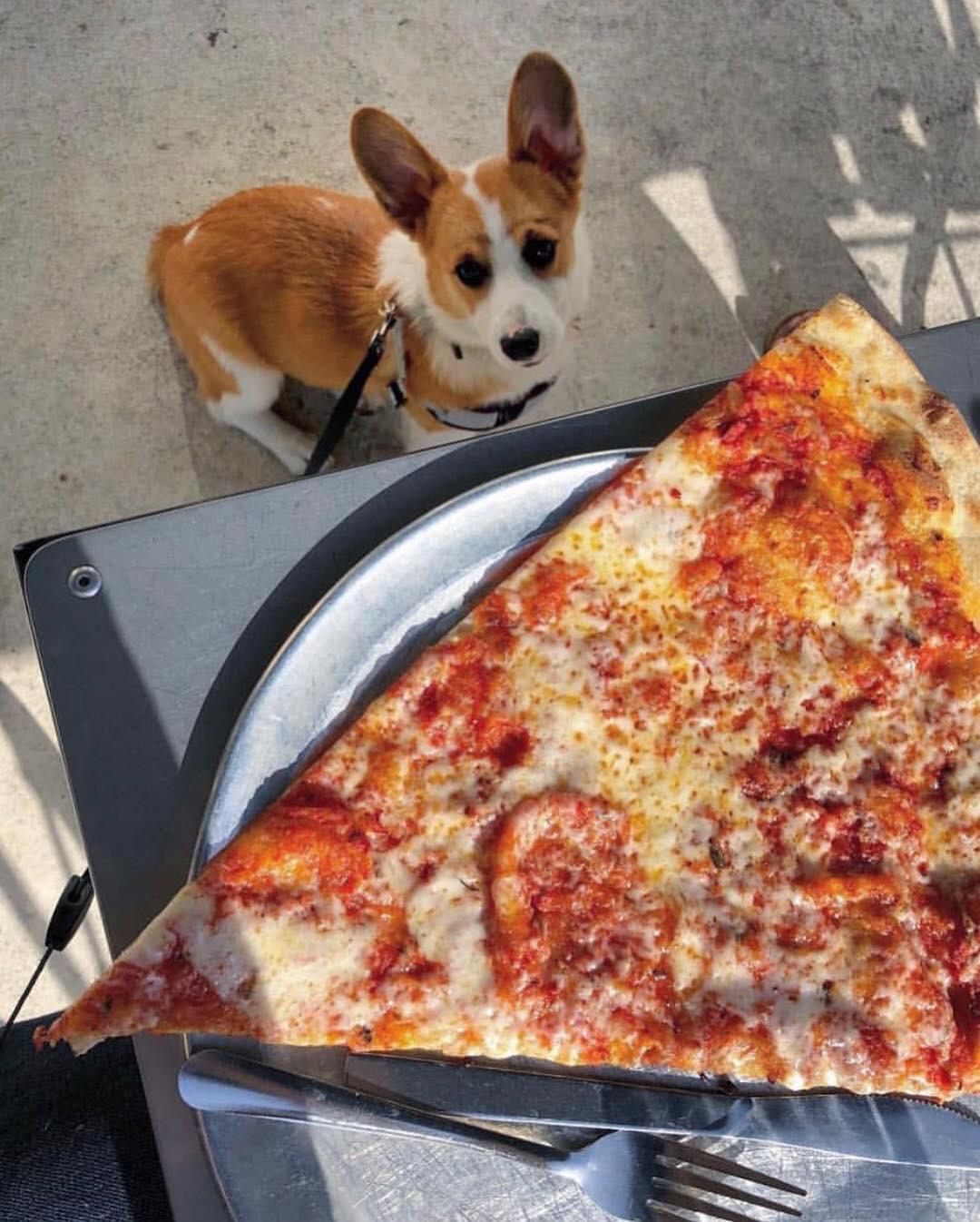 [I ate] a piece of Pizza larger than my head. (Obligatory tax