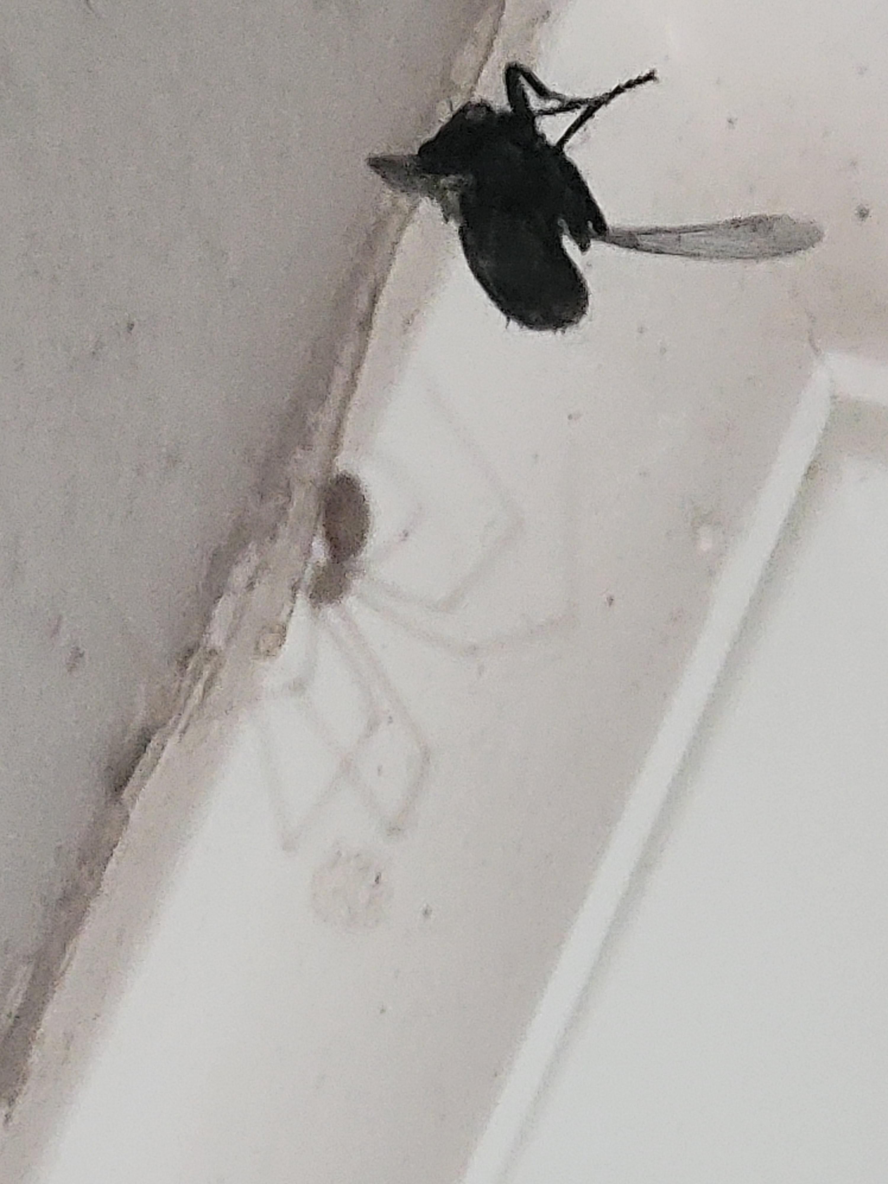 Pholcidae/Cellar spider player about to gain xp from a horsefly player
