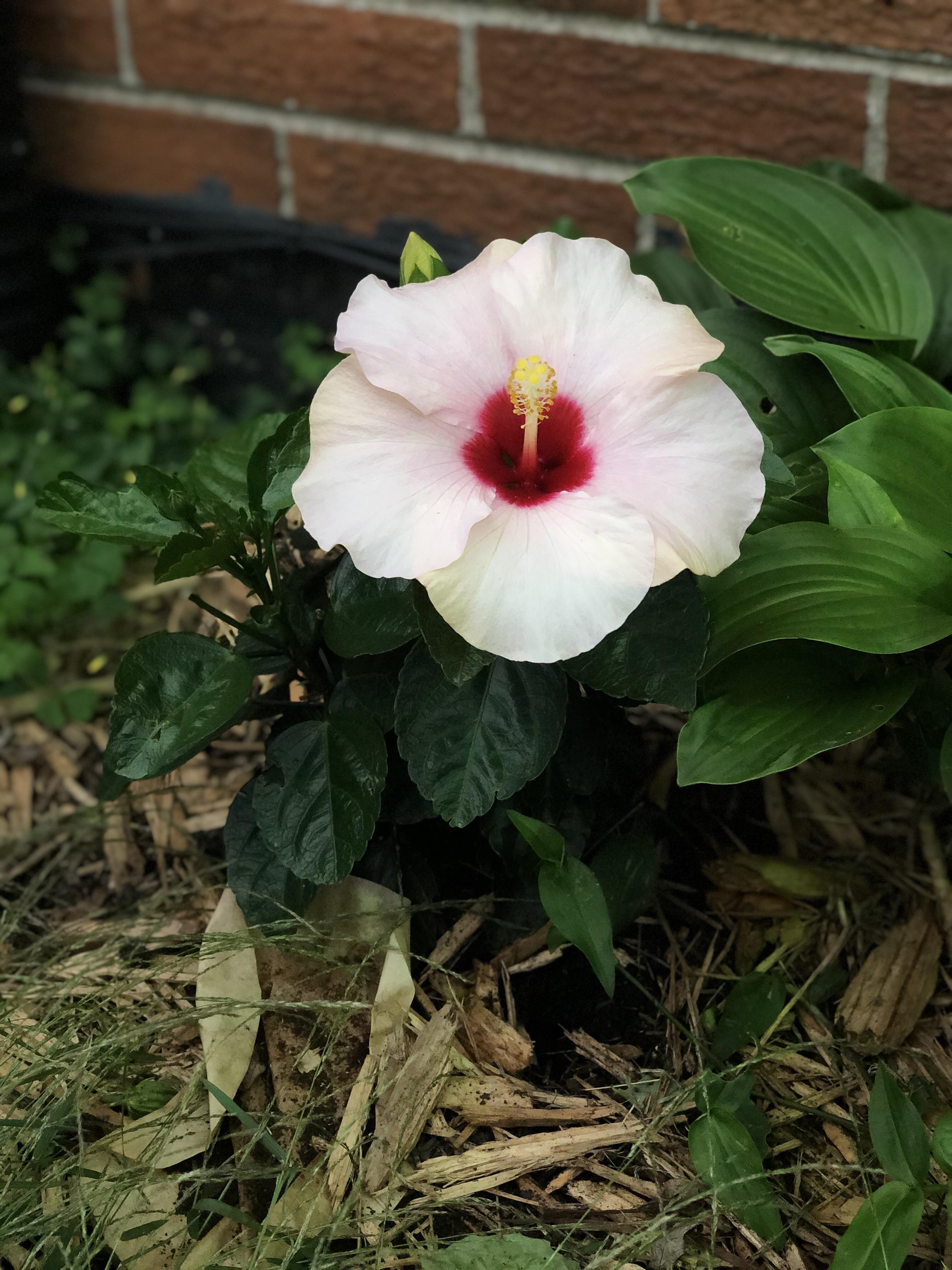 my hawaiian punch hibiscus is still a baby, but she surprised me with a dazzling bloom today
