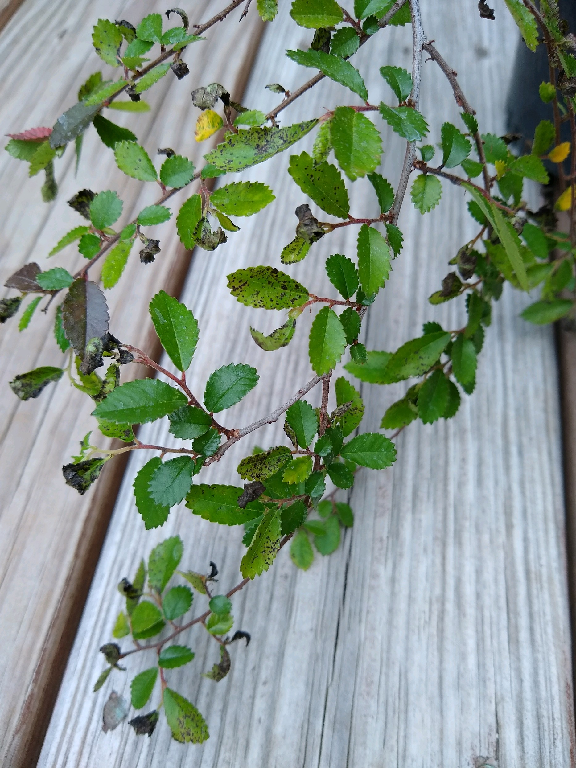 "Black Spot" Fungus on Chinese Elm r/Bonsai