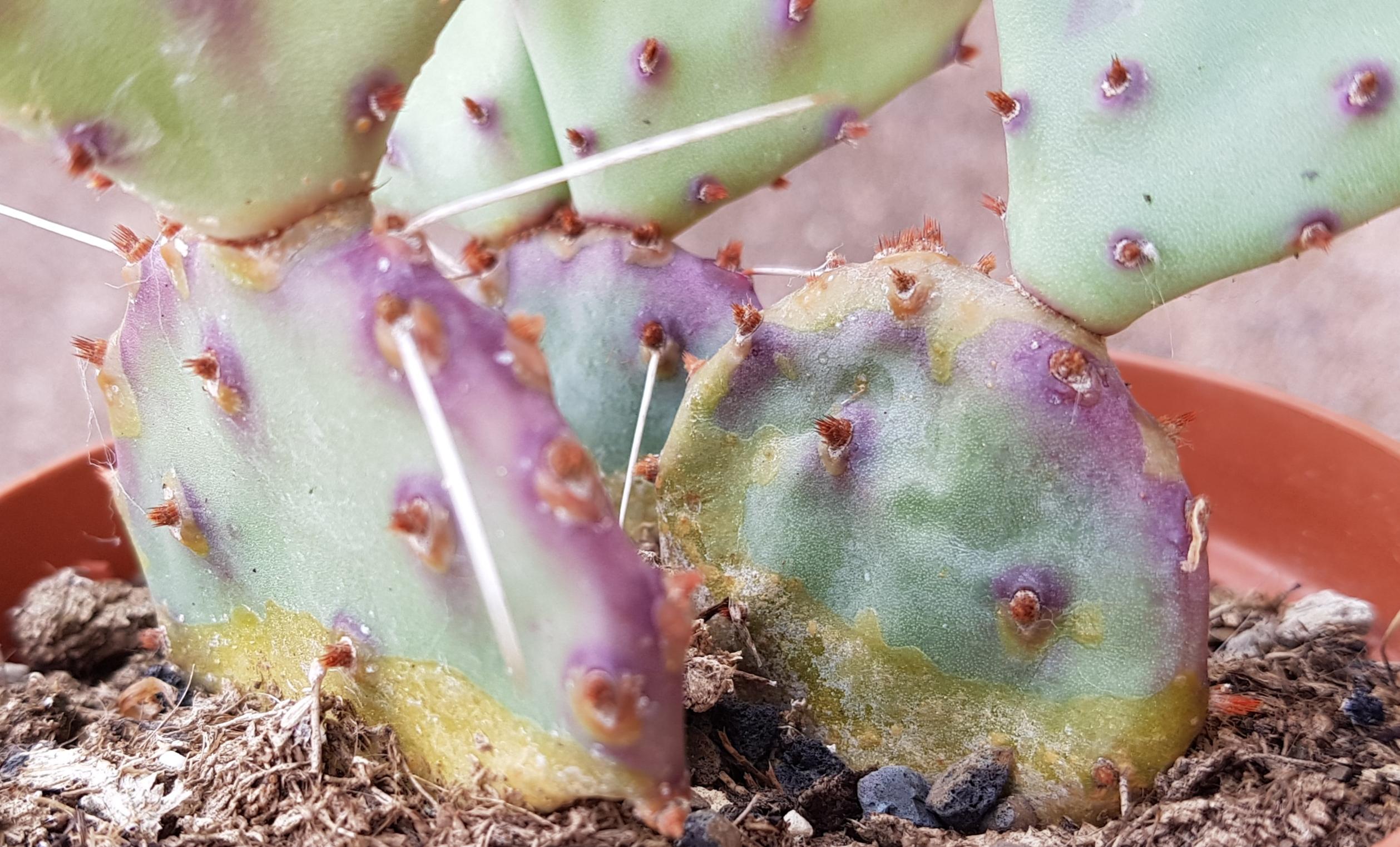 What's wrong with this opuntia? Is it fungus? Rot? It seems to be