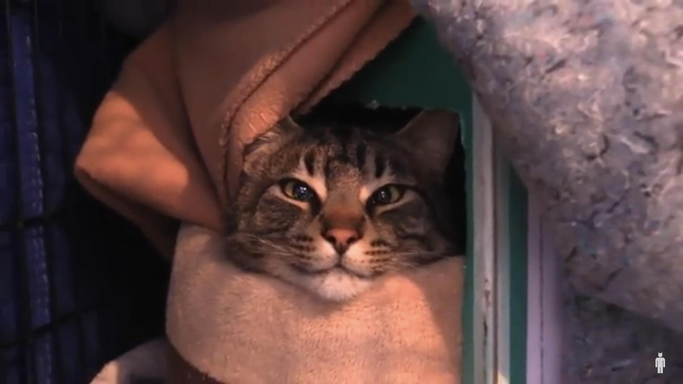 These cat was freezing to death, fortunately a kind human managed to