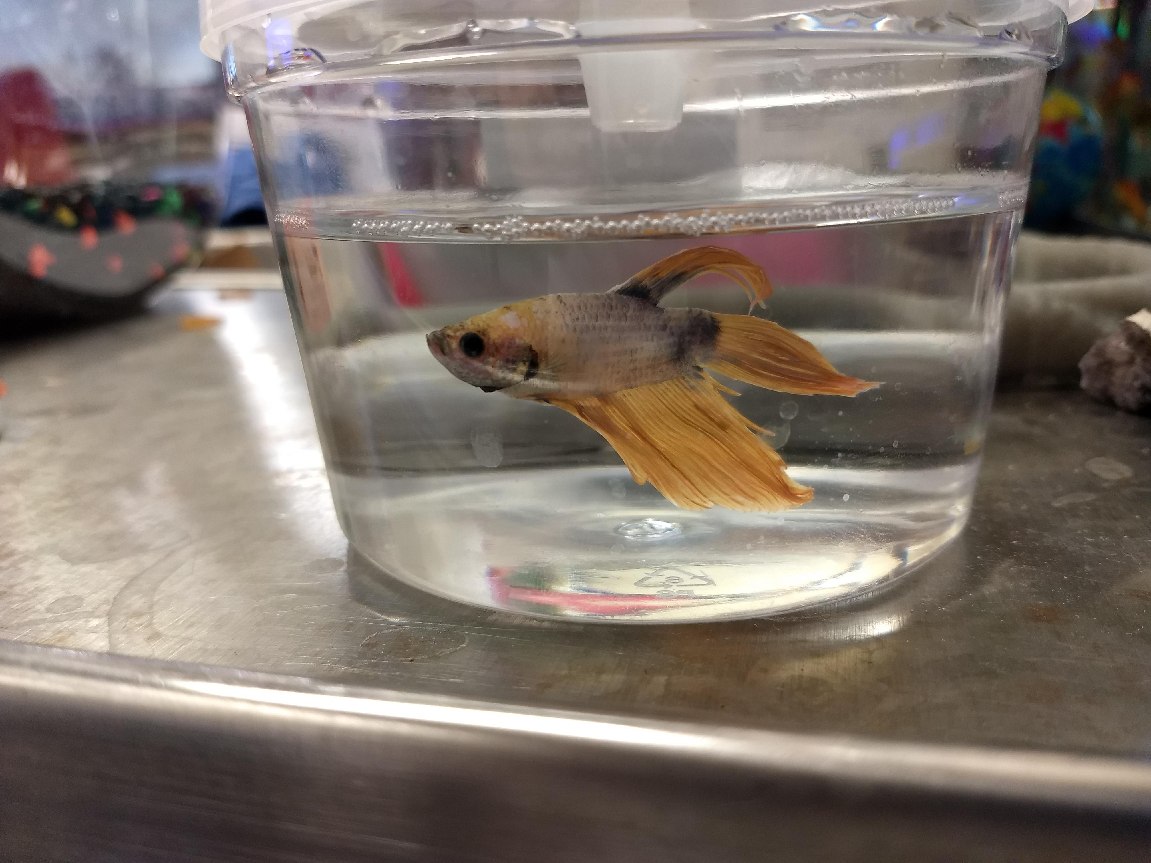 We've had him in our store for awhile and I felt bad I didn't have any