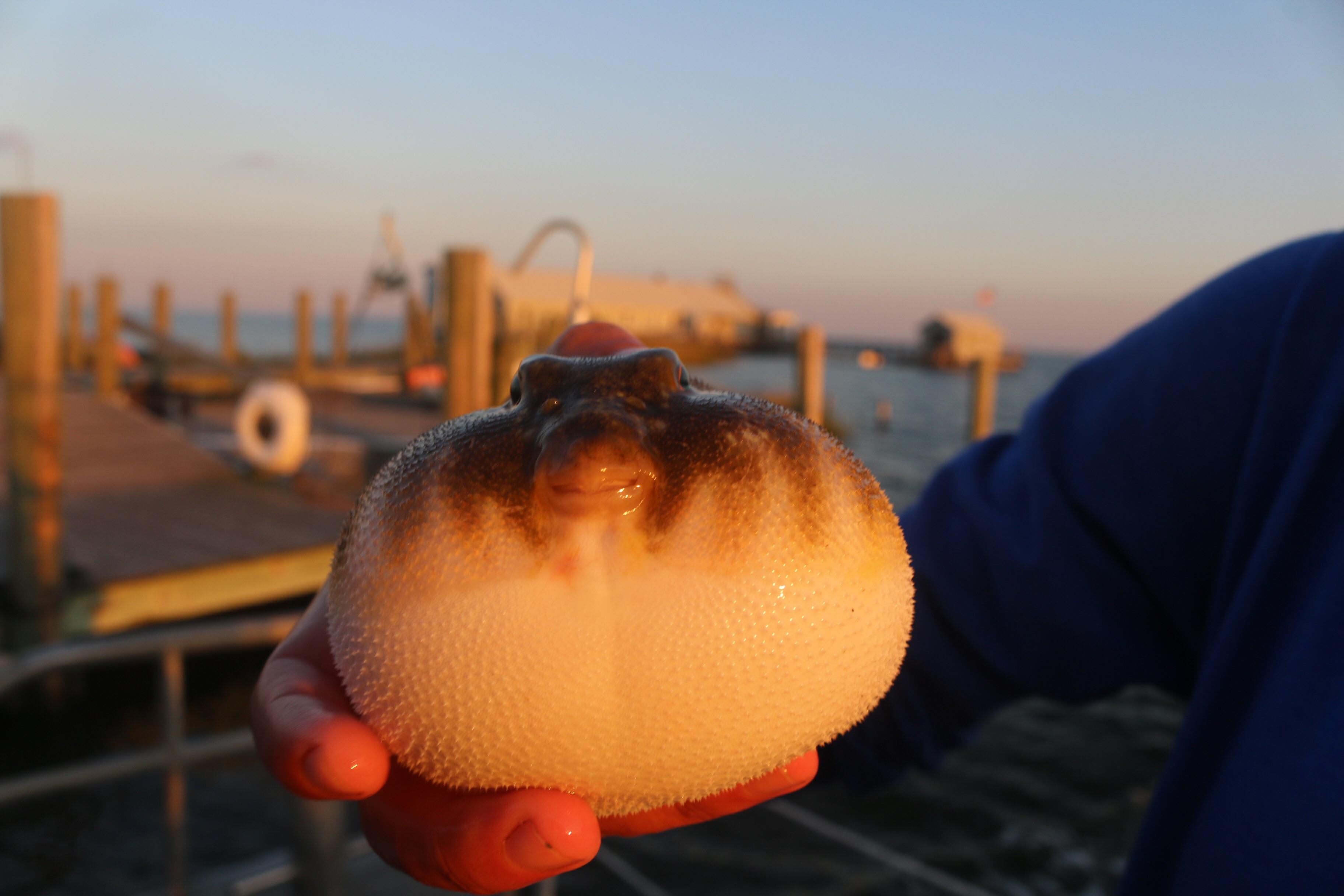 Northern Puffer Fish r/pics
