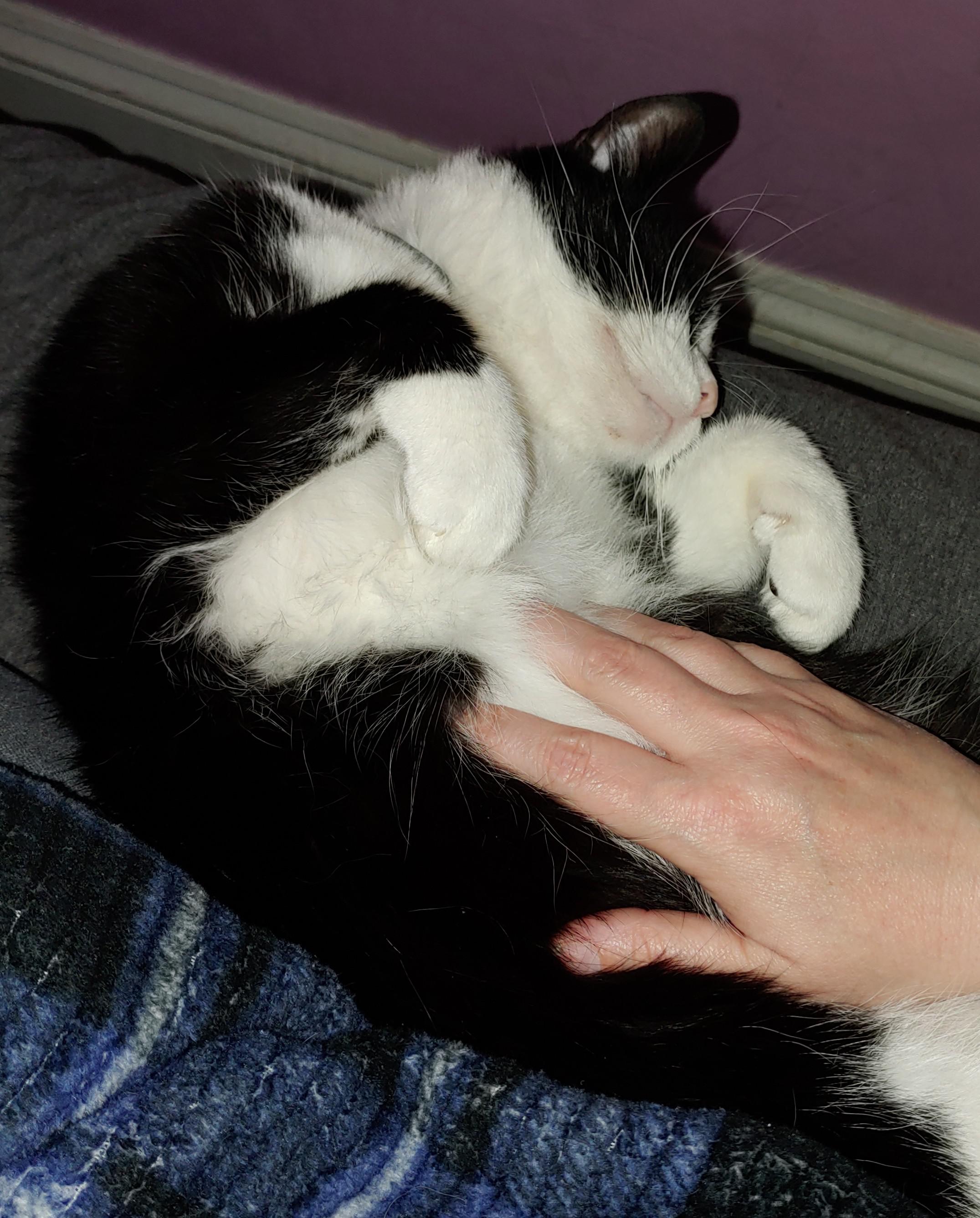 This guy is the only cat I've had that loves to have his stomach rubbed