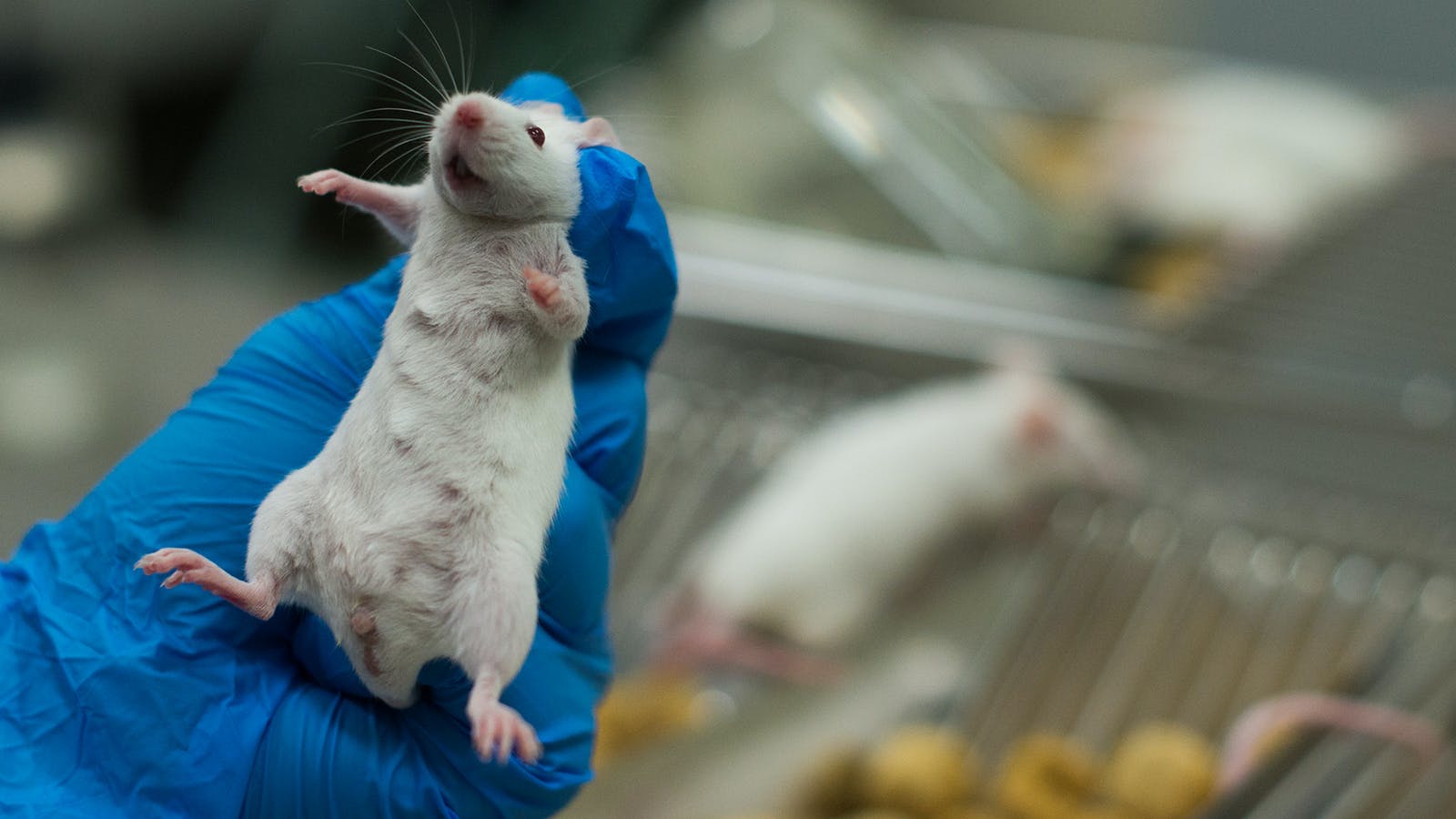 Rats giggle when you tickle them. Their voices are so highpitched you