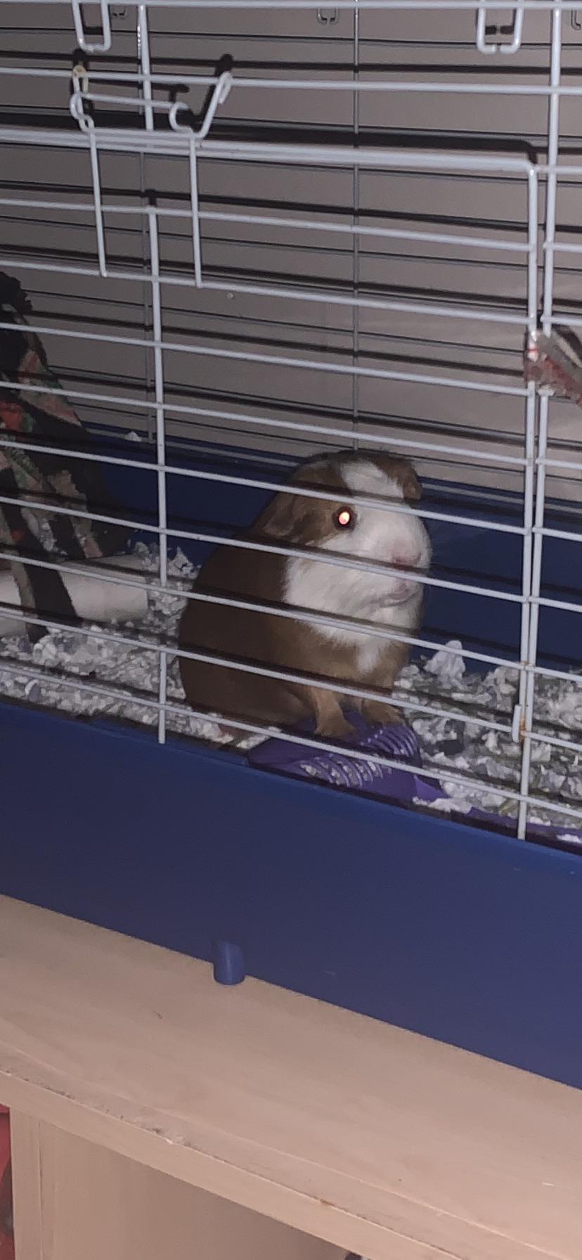My guinea pig likes to stand on his pooper scooper and pretends it’s