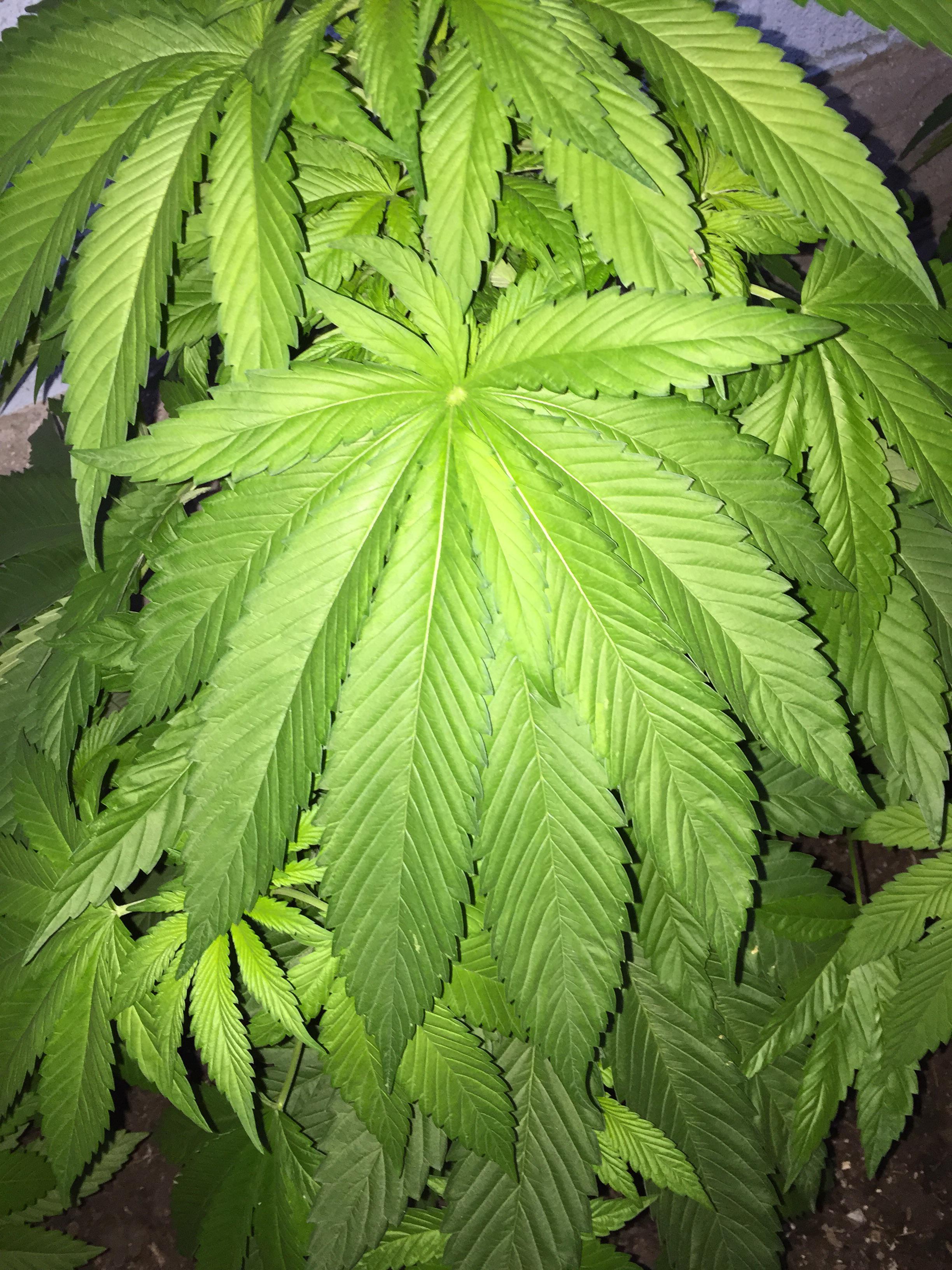 Upvote for this 12 finger leaf! trees