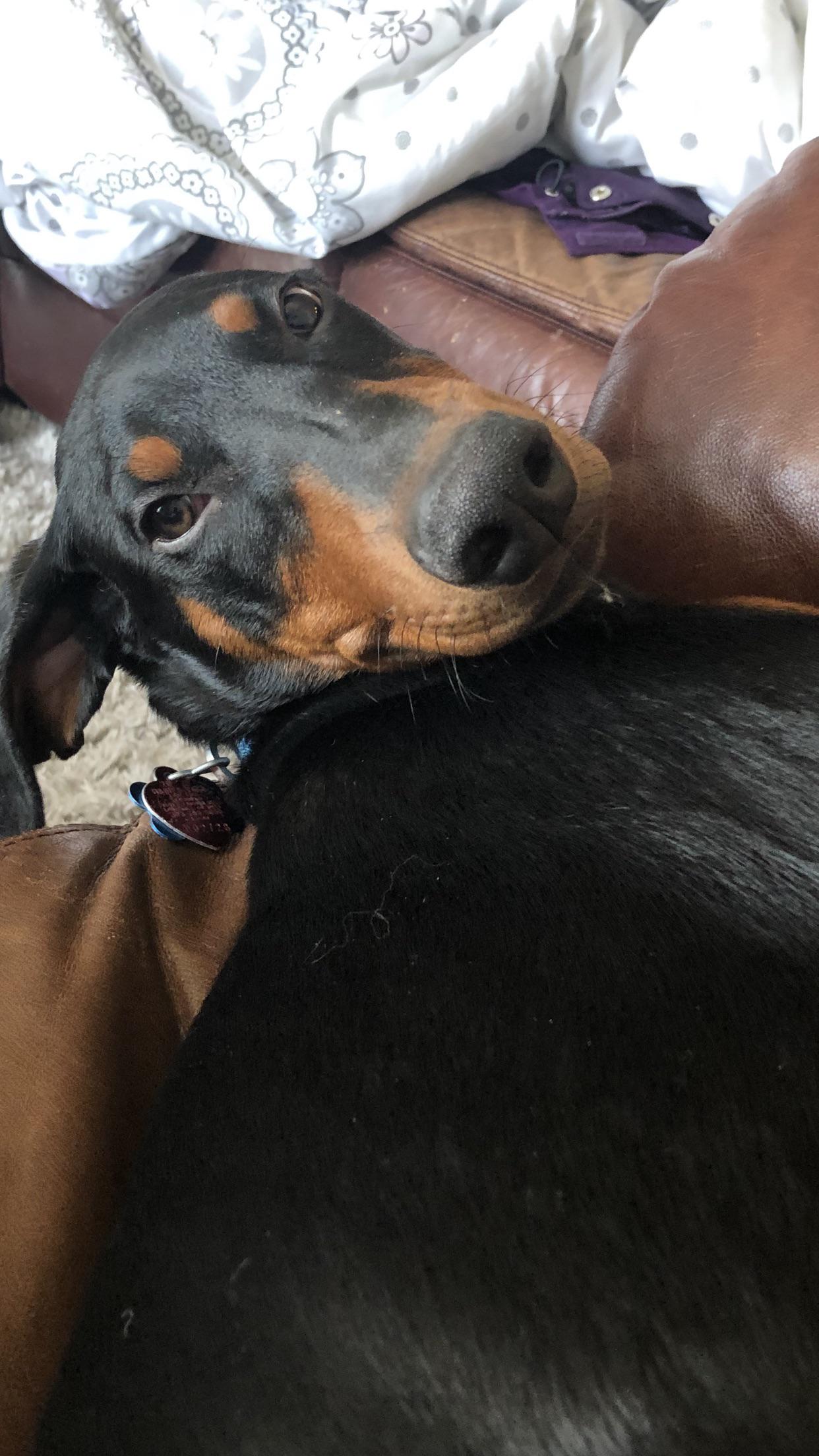 Sleepy Dobe Puppy! How do you tire your dobes out? r/Doberman