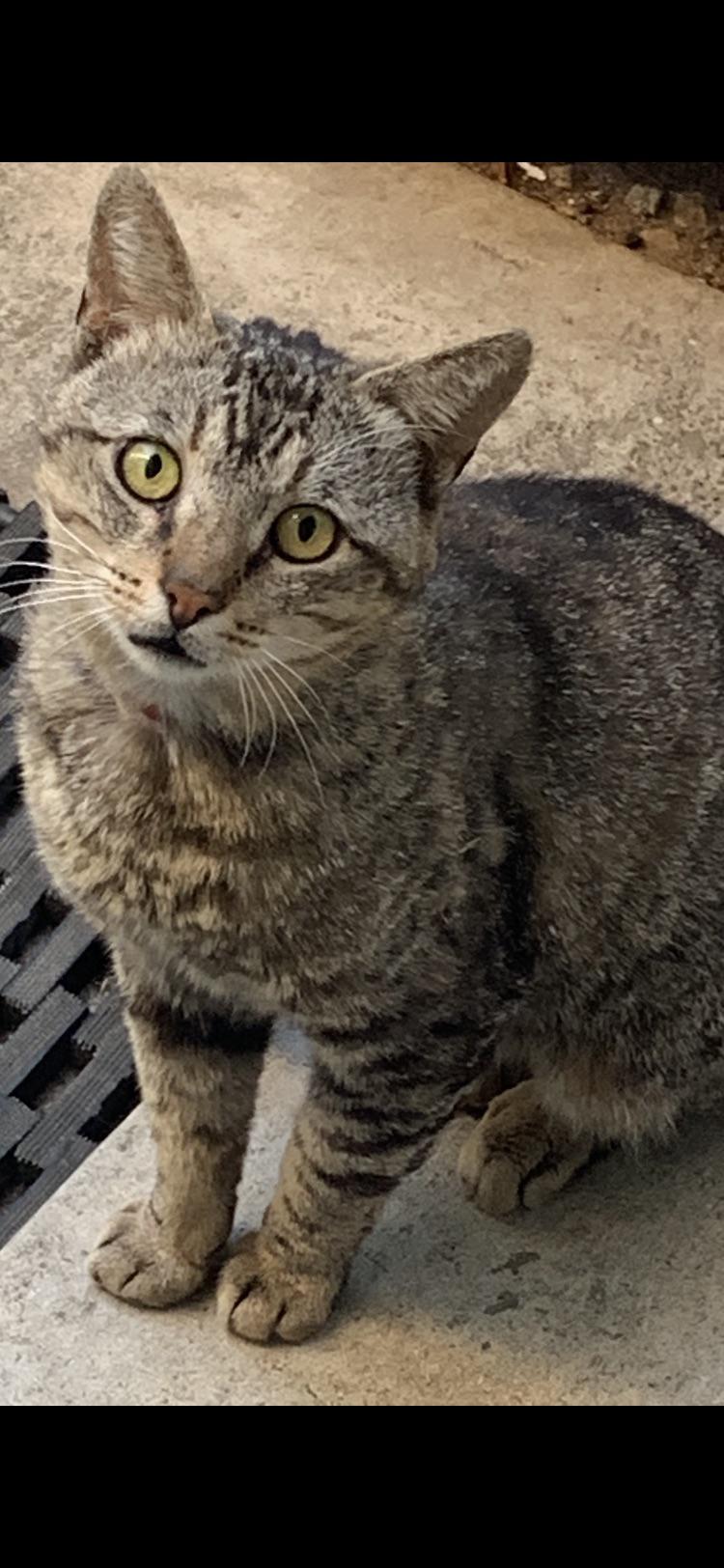 131 best r/feral_cats images on Pholder My rescued feral doesn’t meow