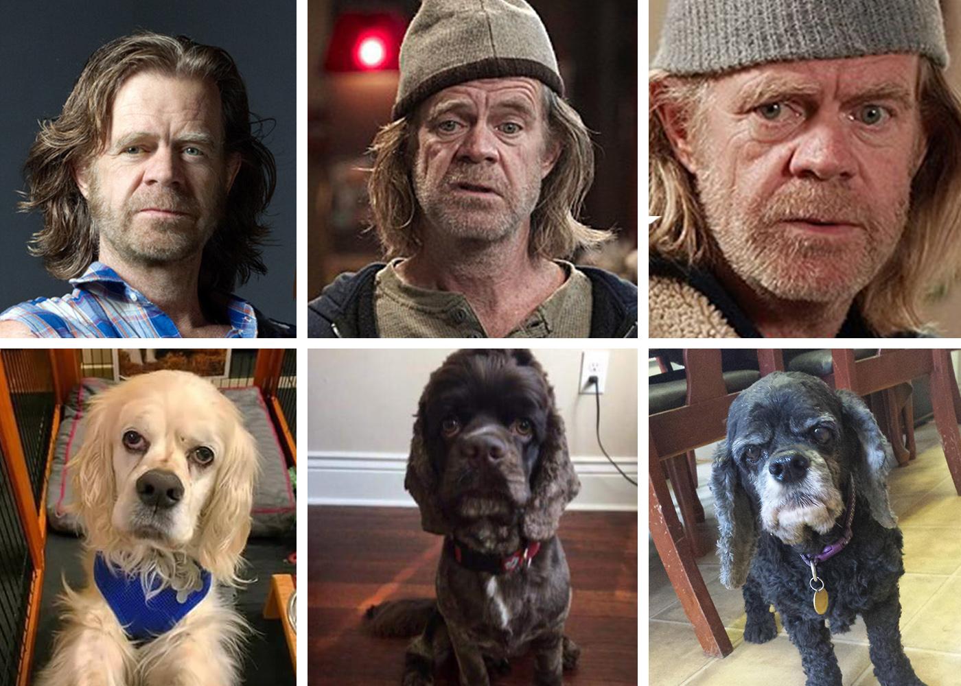 Aislamy Frank From Shameless Dog Look Alike