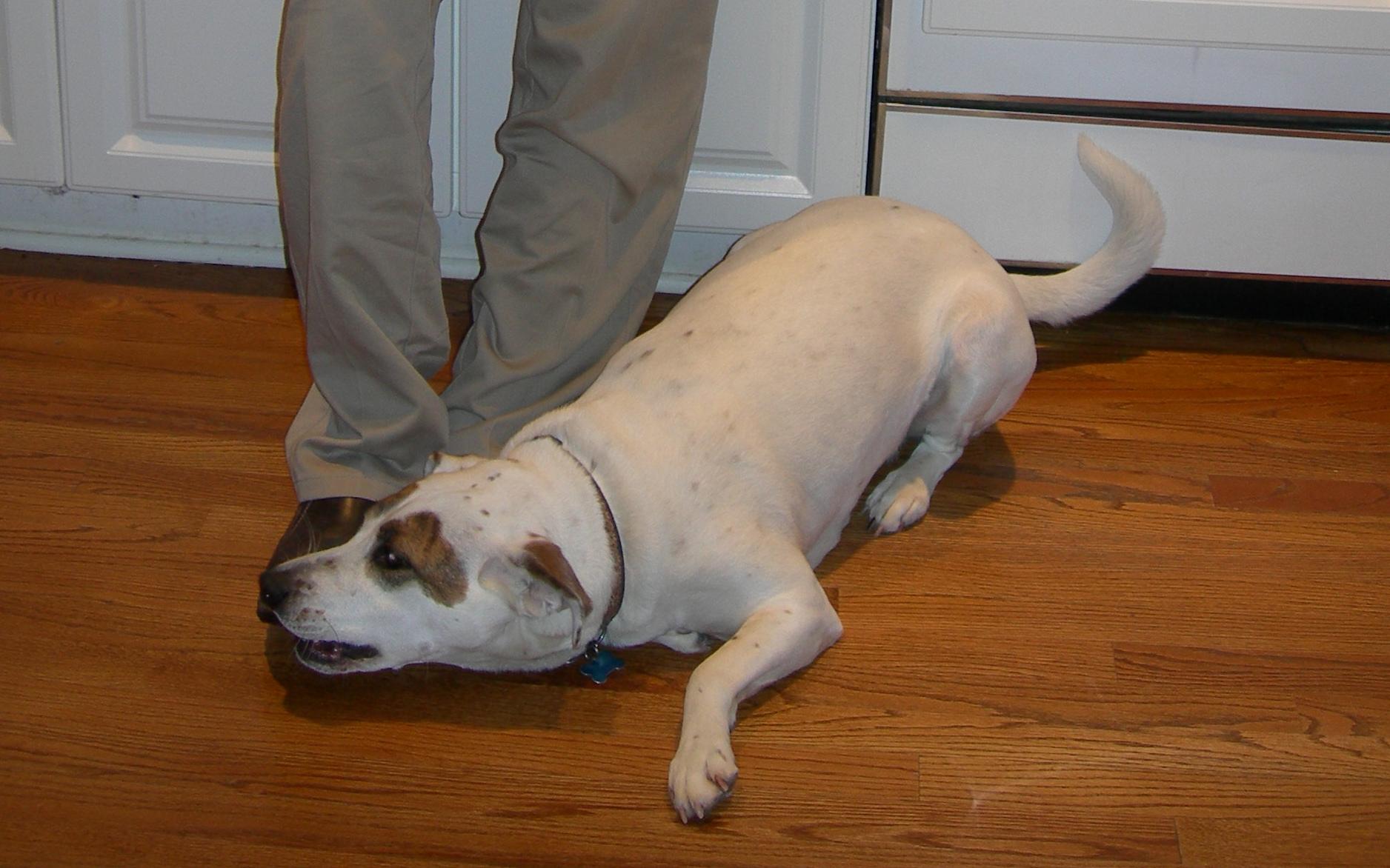 A dog and her foot r/dogpictures