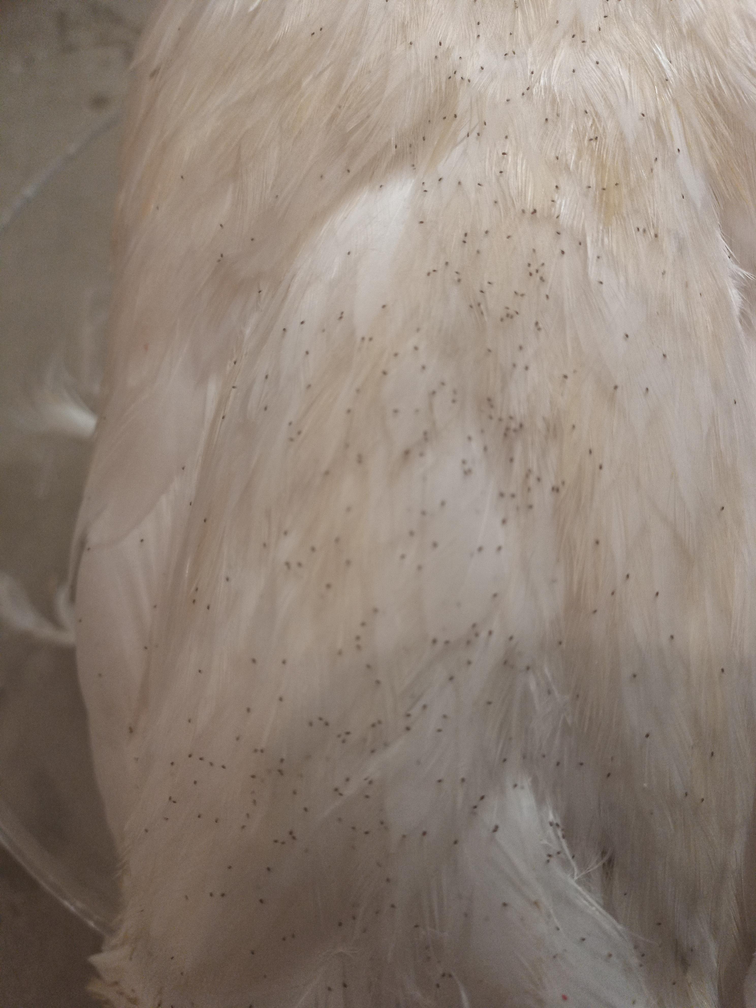 I wanted to repost to, spread knowledge, and also pose a question. Is