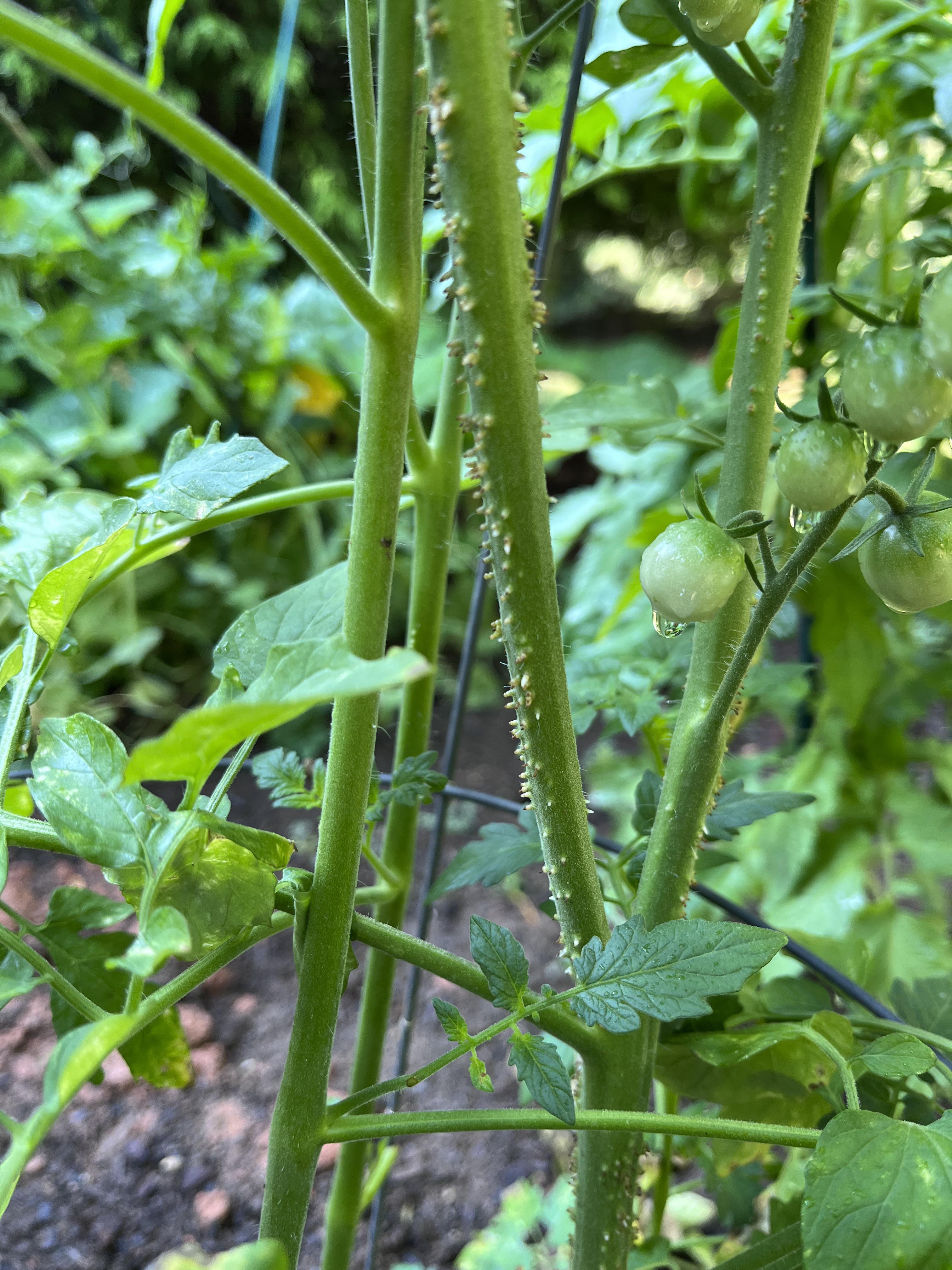 What are the acne looking white bumps on the stems of my tomato plant? Only this particular