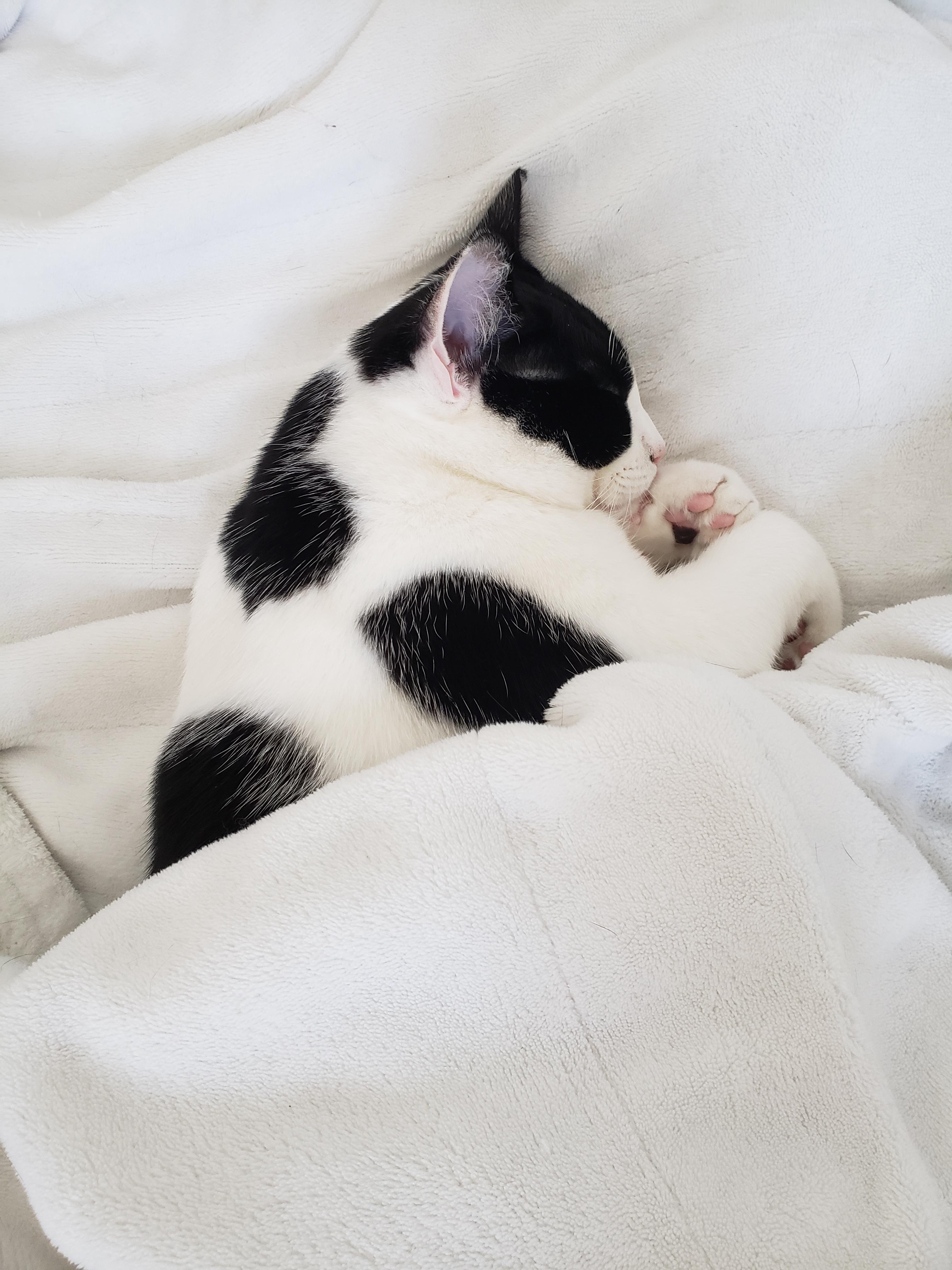 My cat loves to be tucked in. He sleeps like this for hours. r/cats