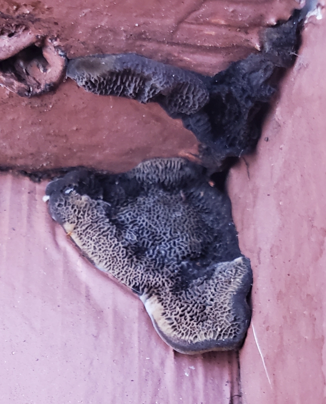 What the hell is this fungus/mold? This is on the wooden door to my