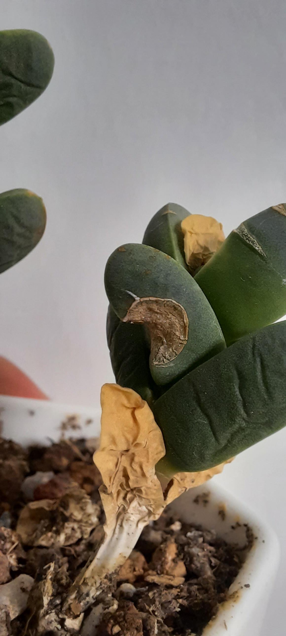 What's eating my succulent leaves? r/plantclinic