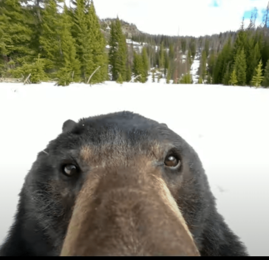 Bear selfie r/pics