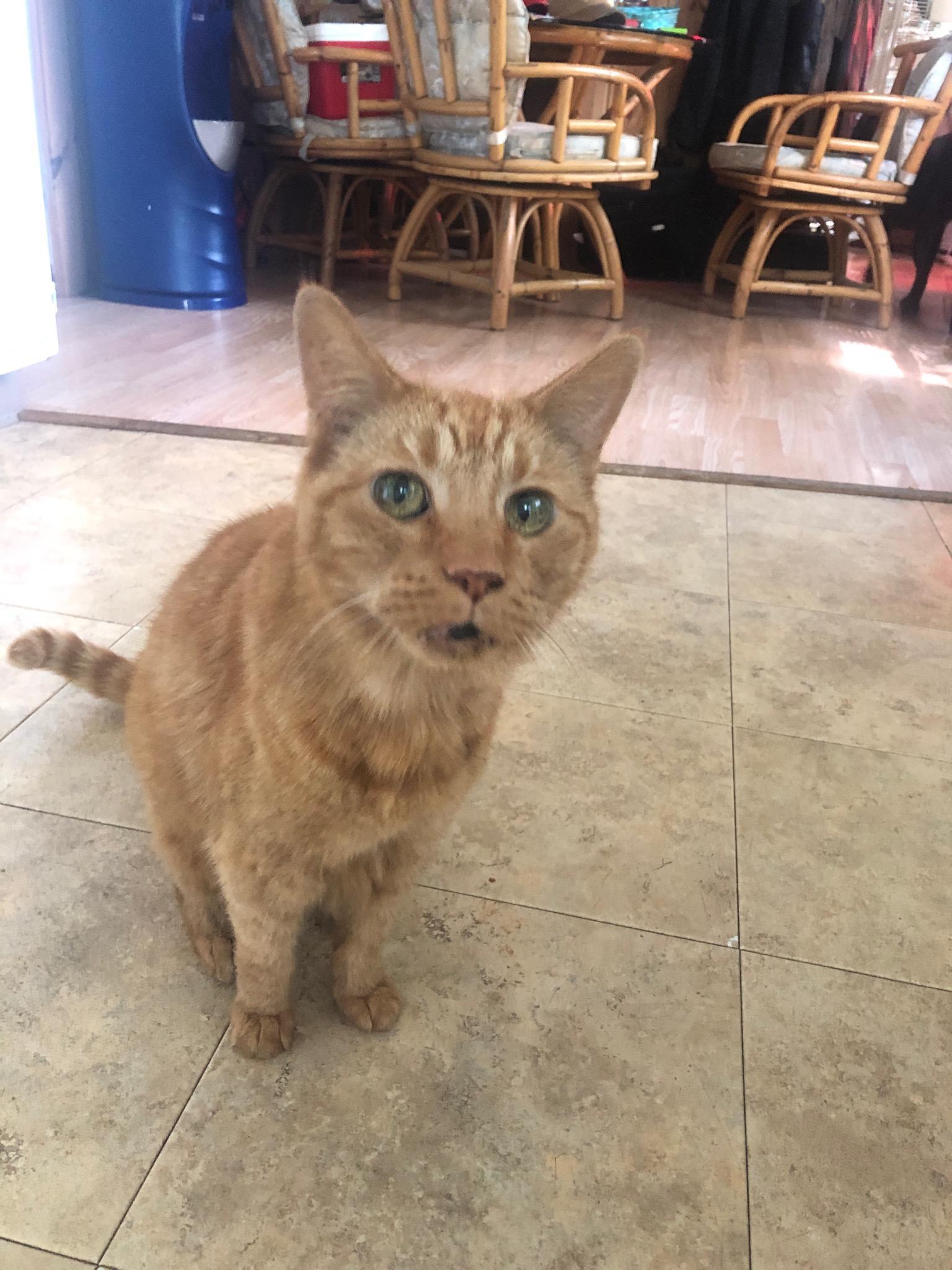 This is Tiger. He just turned 31. We are told he is the oldest cat in
