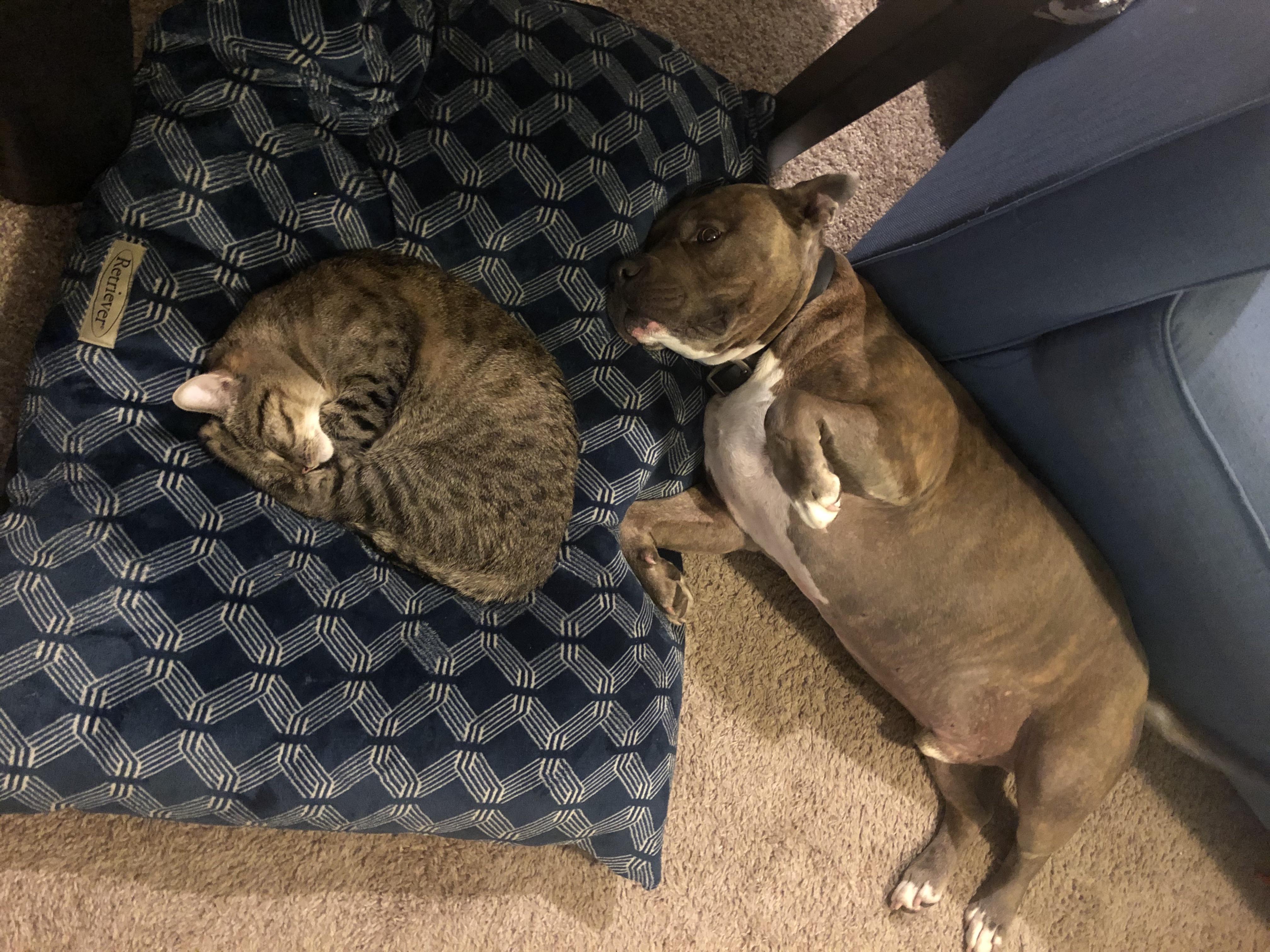 We bought our dog a new bed...somehow it turned into the cats bed. Poor