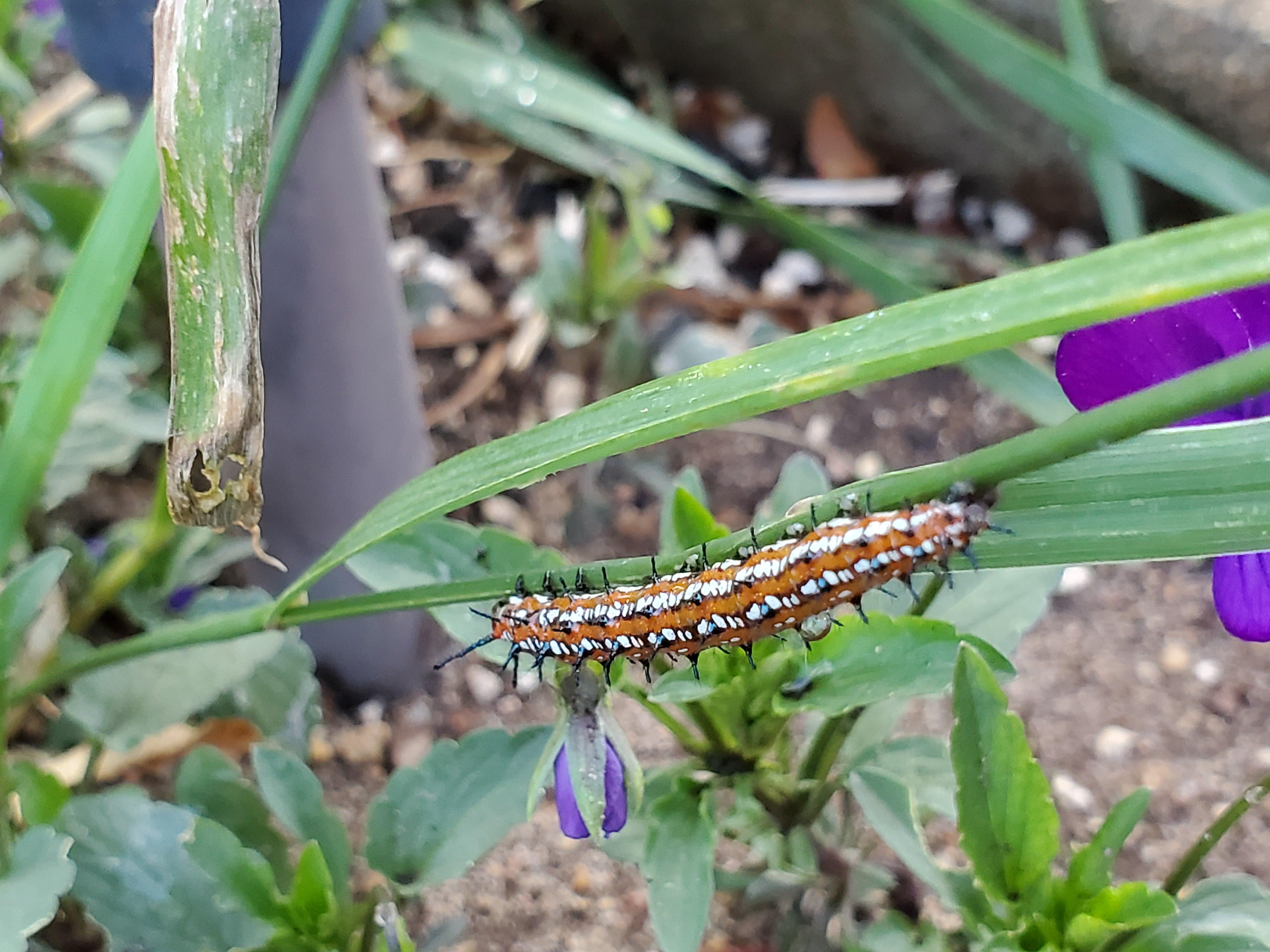 What kind of butterfly will this caterpillar turn into? Found in garden