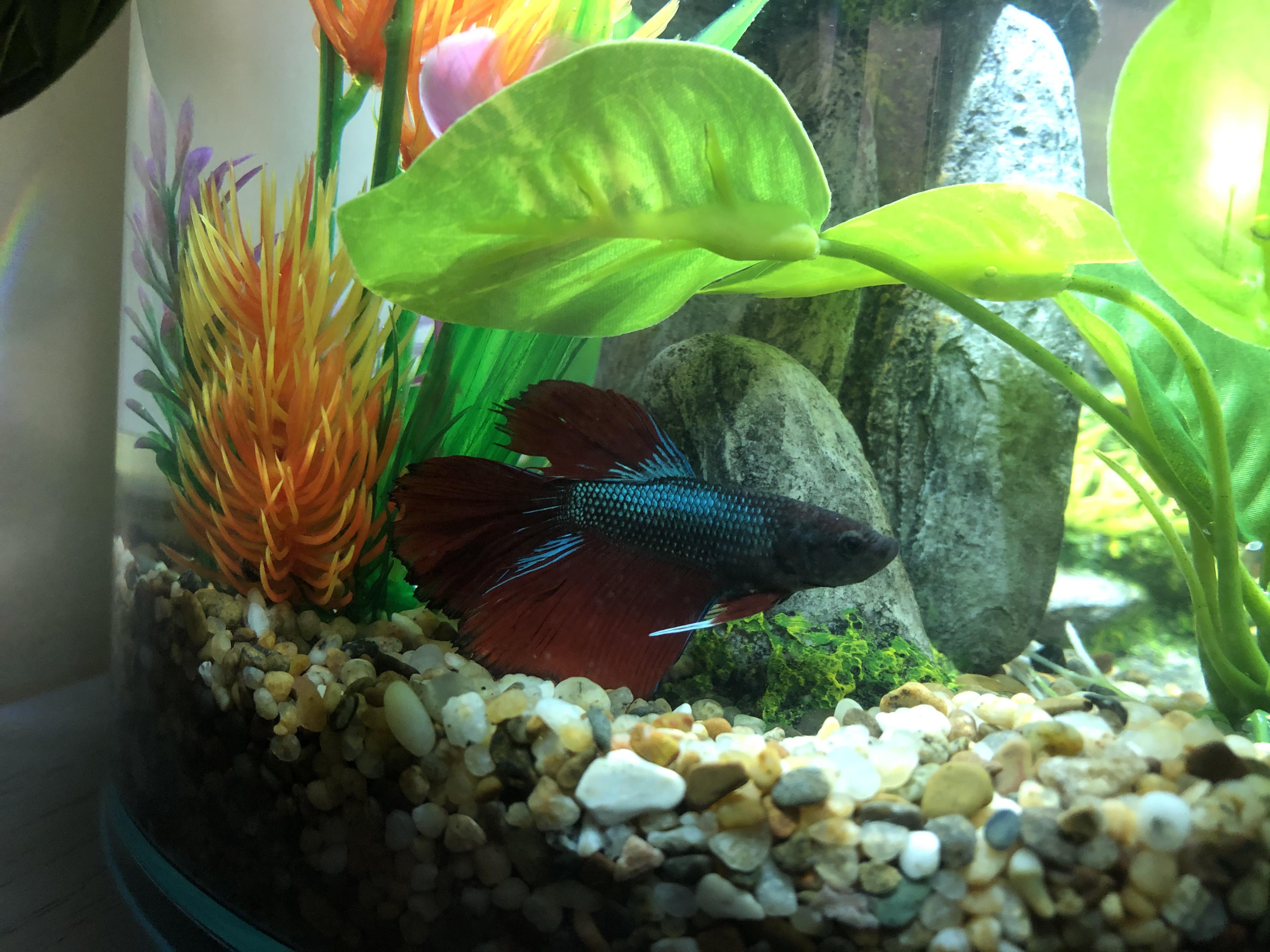 Got some new plants for my bettas tank and a heater, it’s super happy