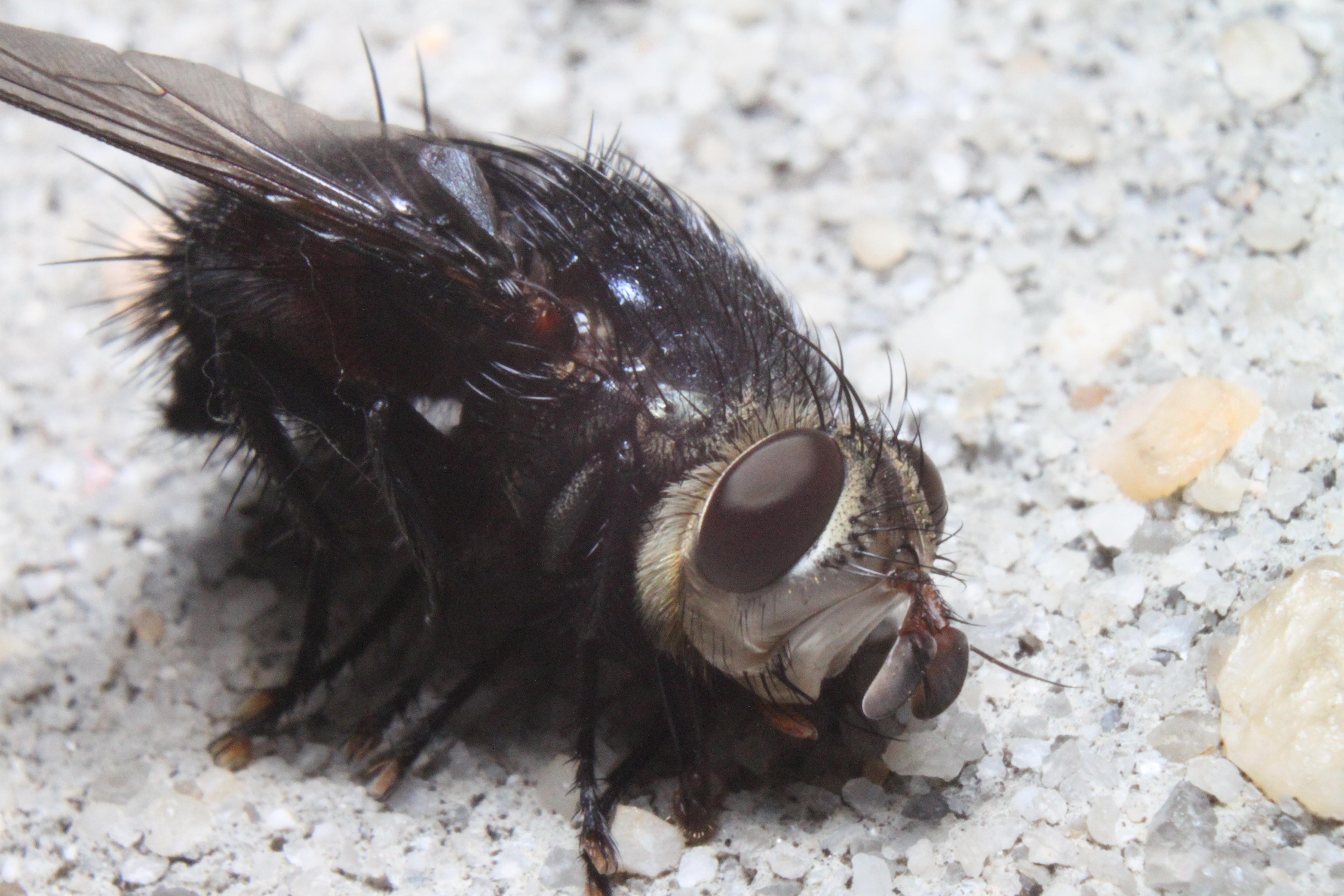 What is actually going on with this horsefly? r/whatsthisbug